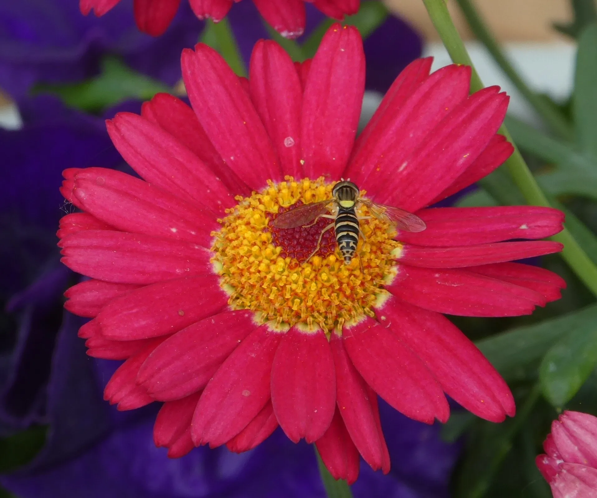 Busy bee