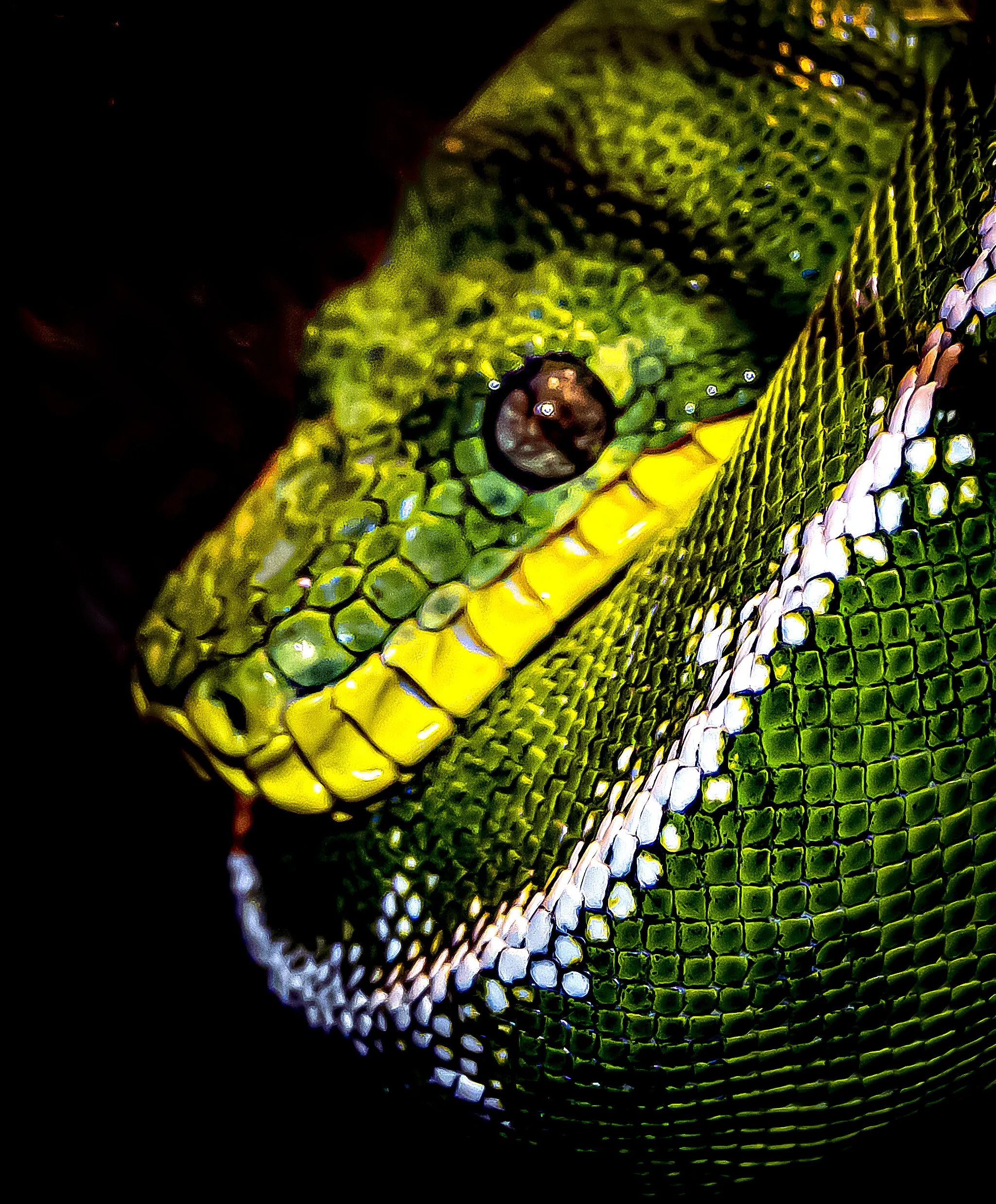 The Snake