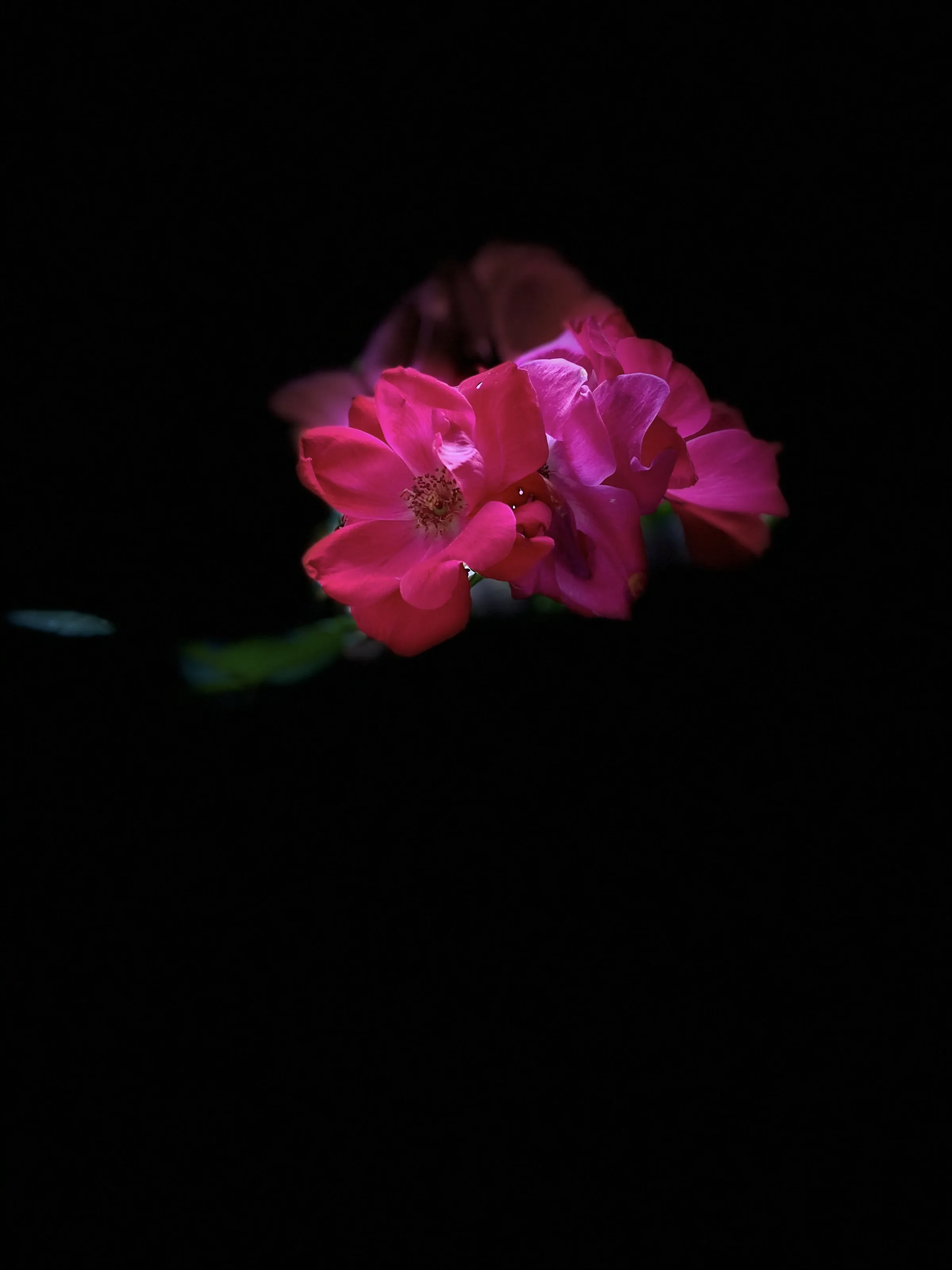 My Rose