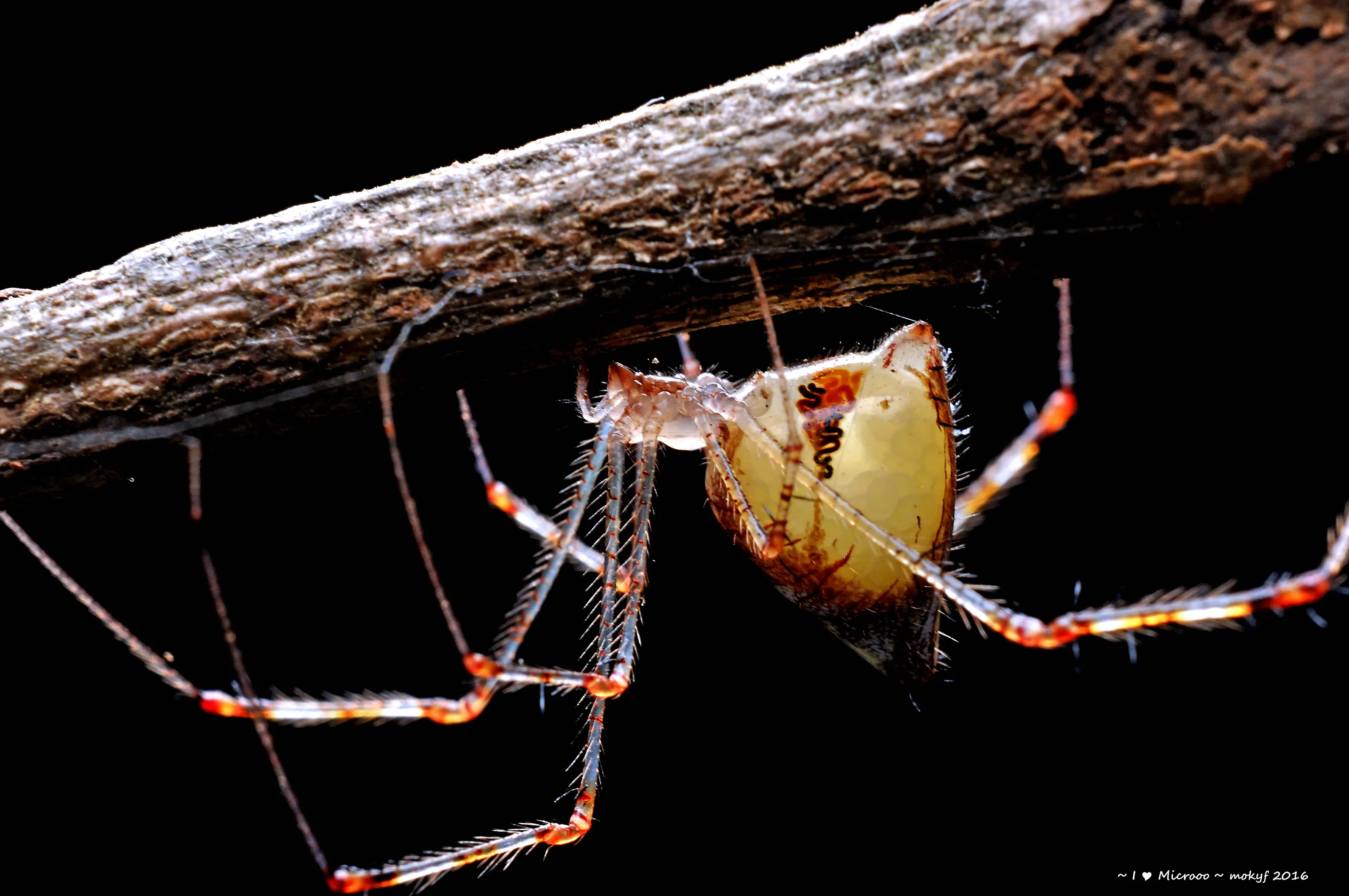 Meotipa sp