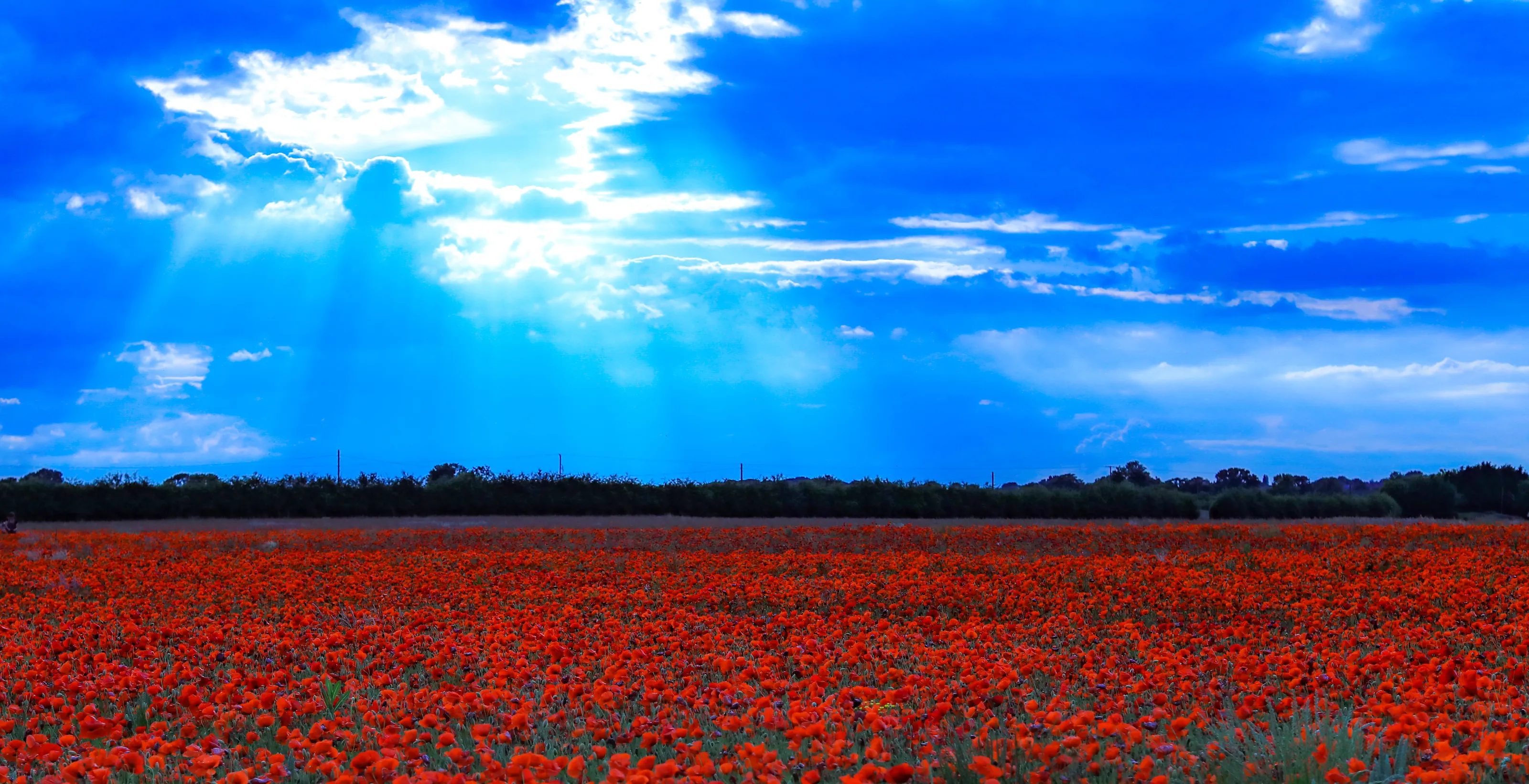 Poppy Love
