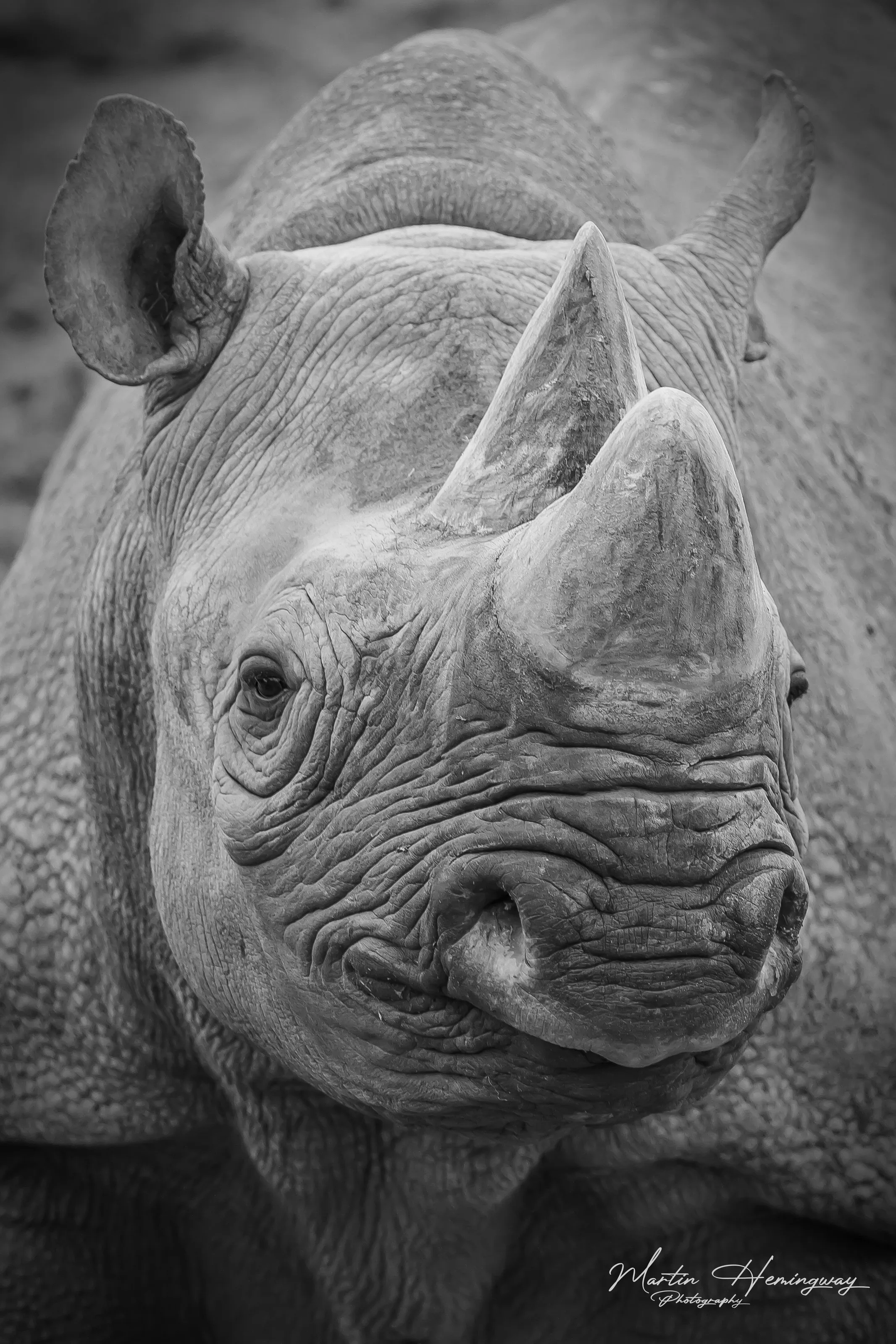 Black Rhino