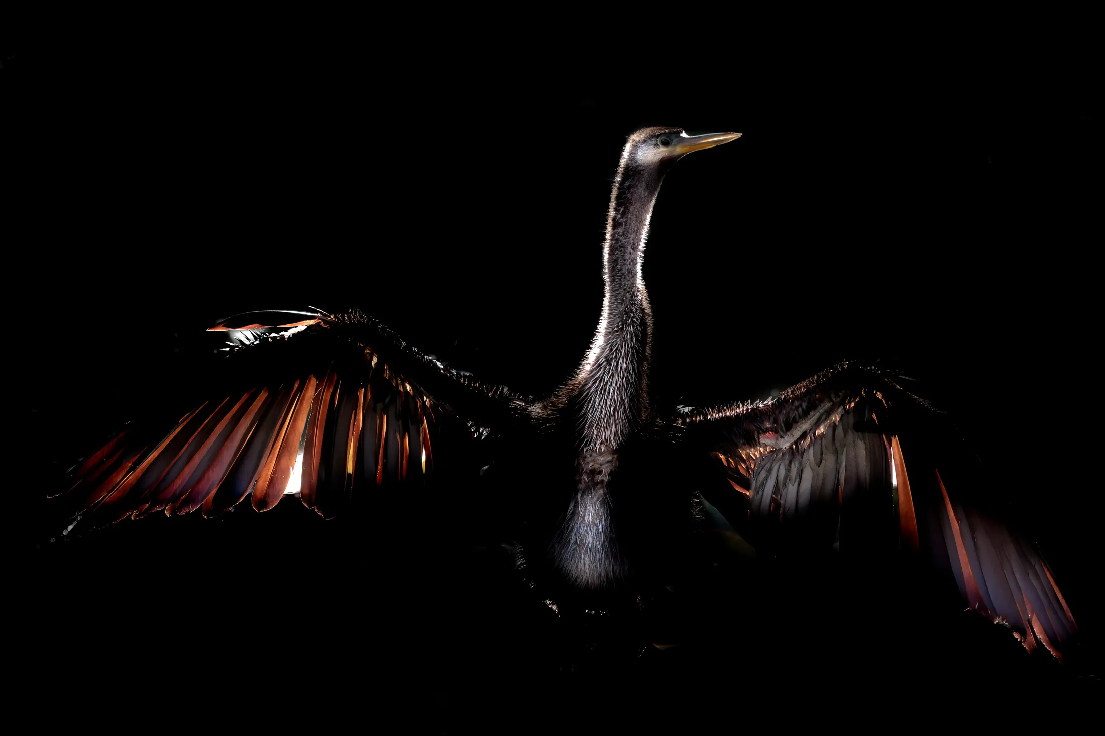 Dark Anhinga
