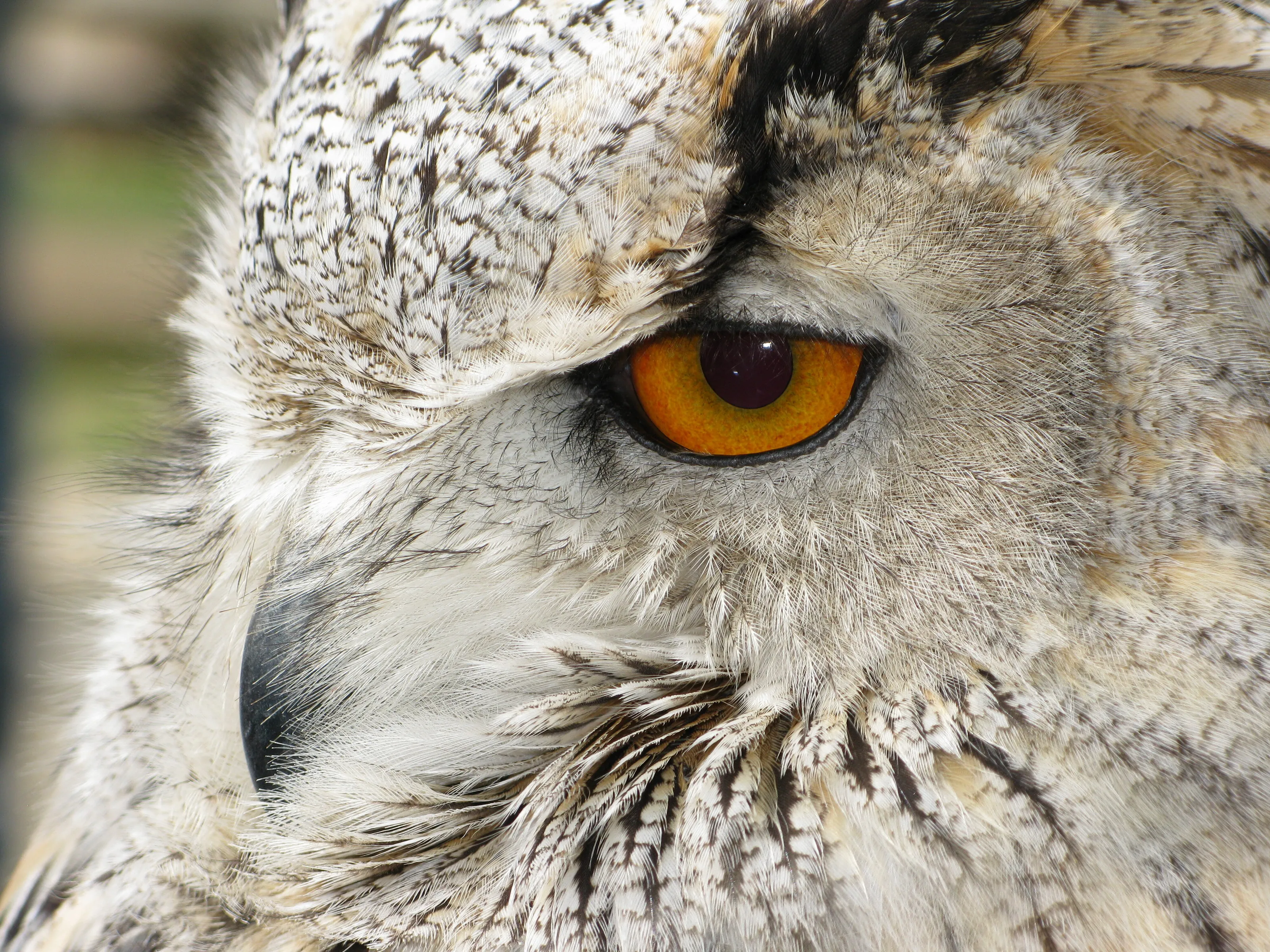 Watchful Eye