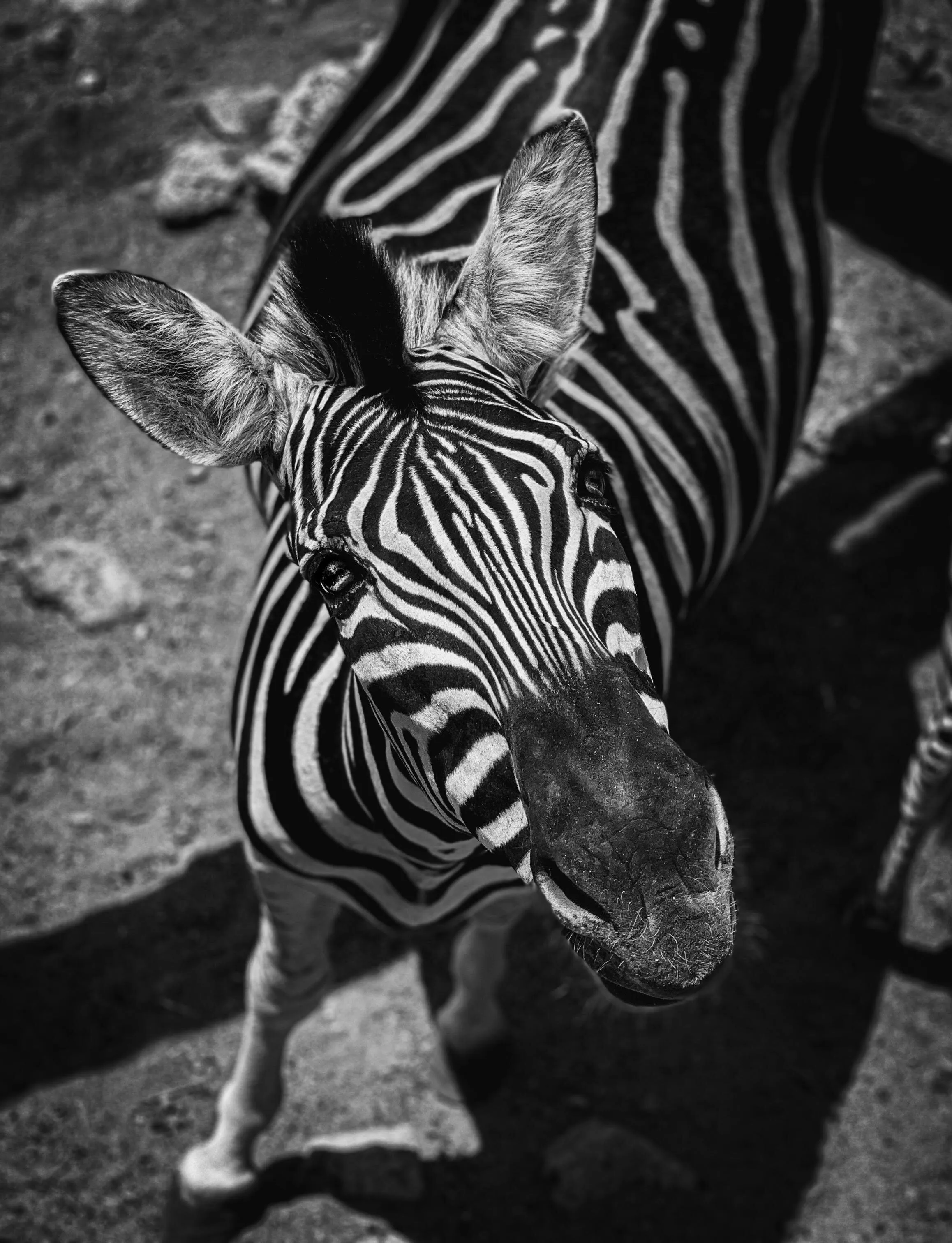 Zebra