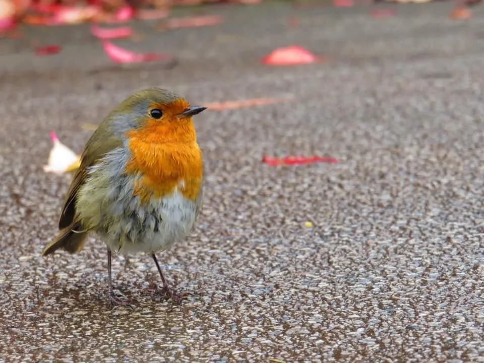 Robin