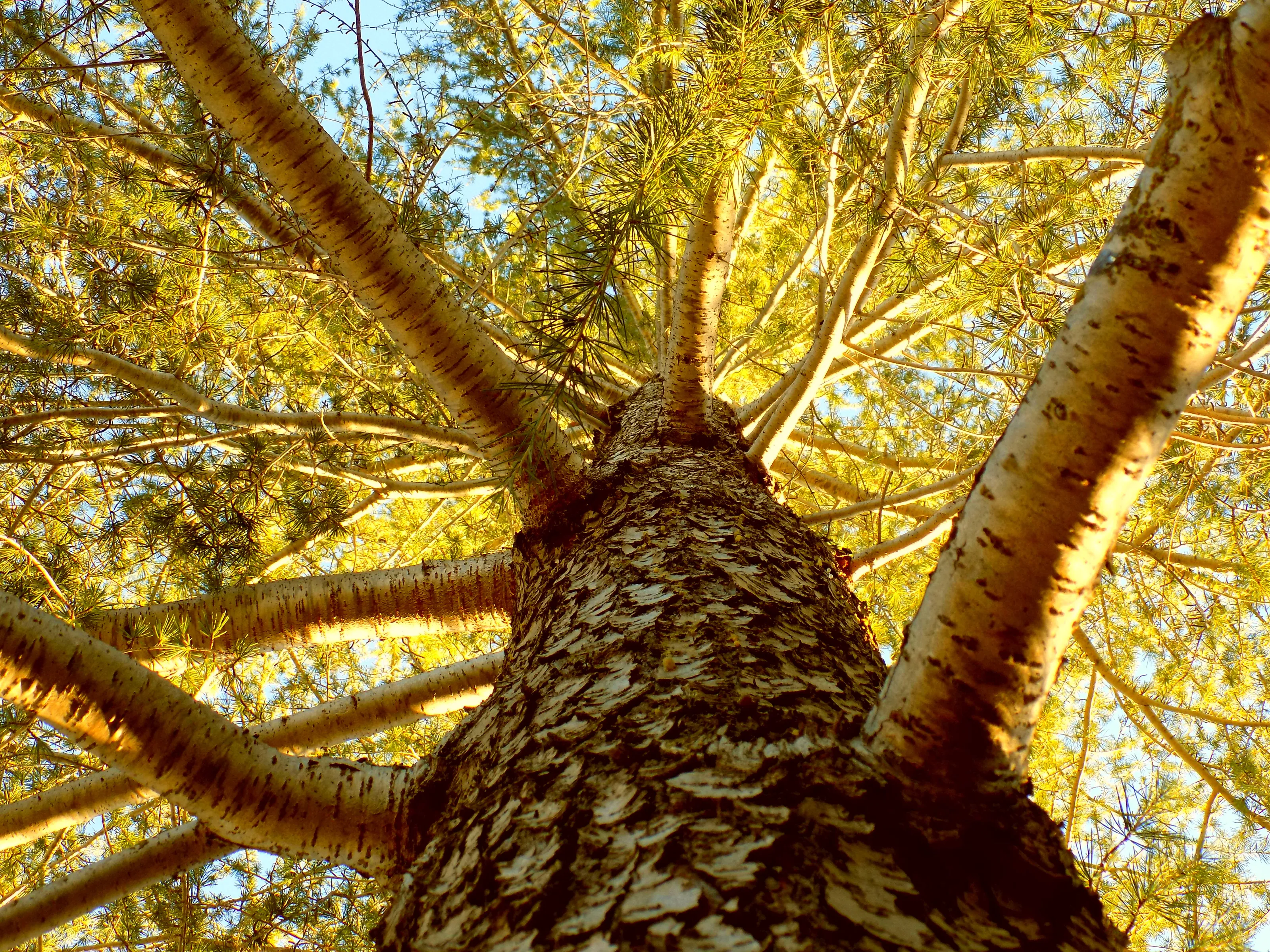 Golden Tree