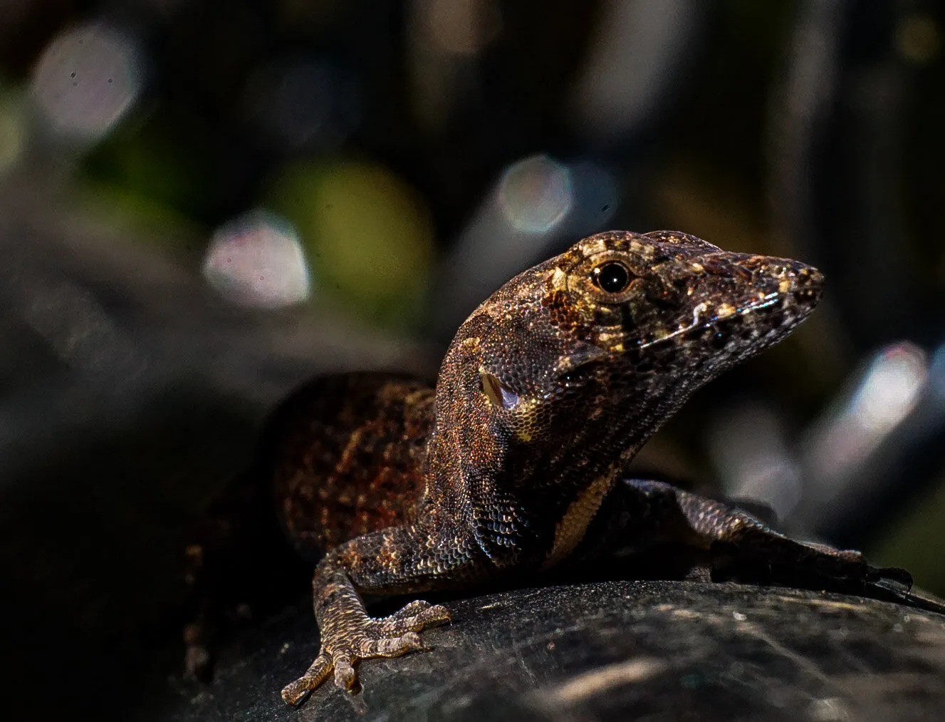 Florida Lizard