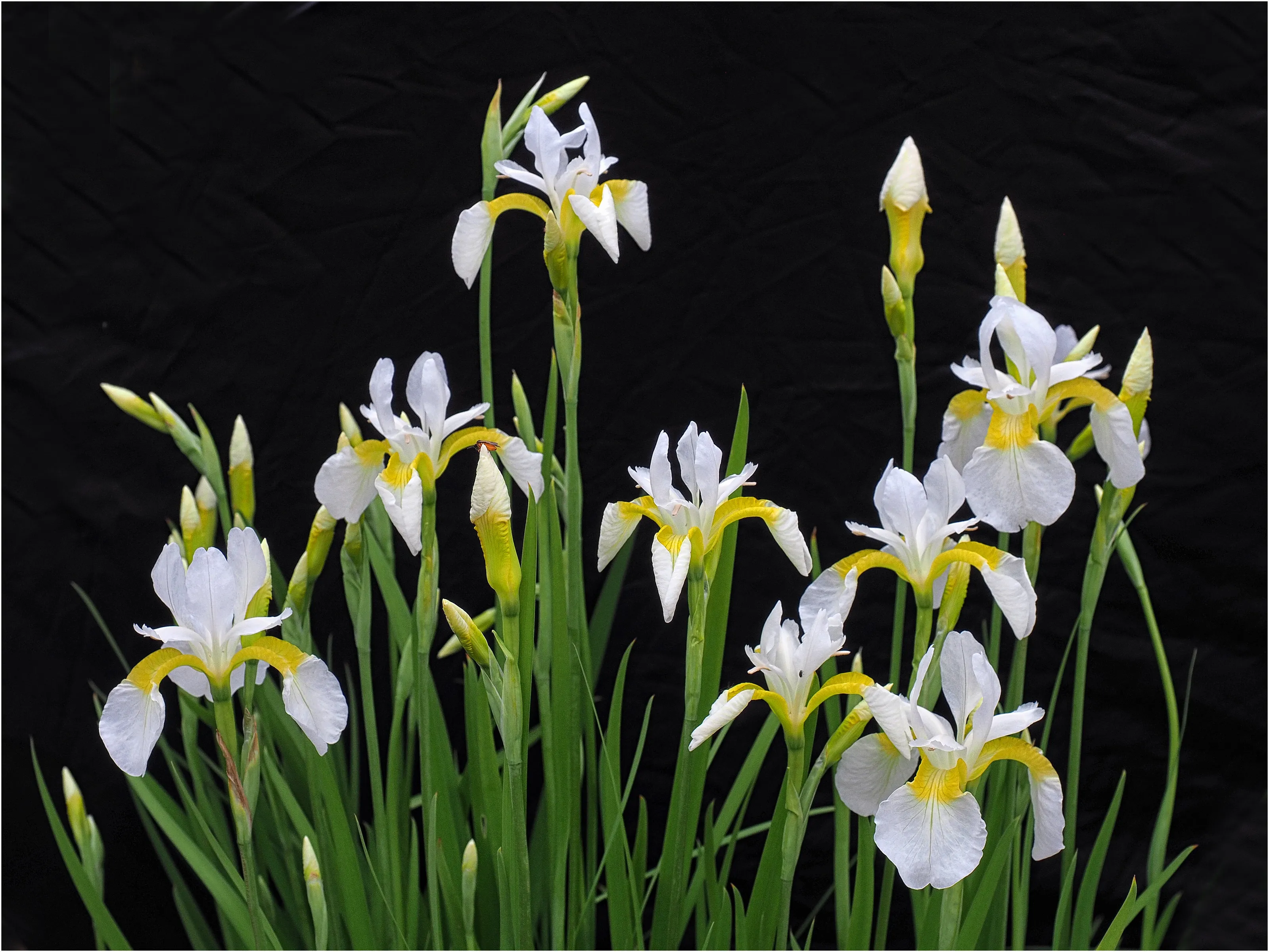 Iris Clump