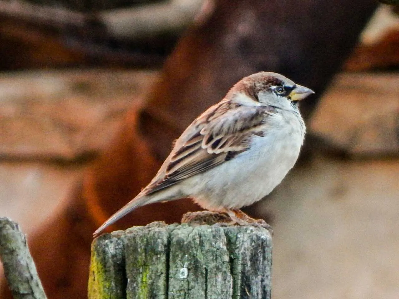 Sparrow in the woods