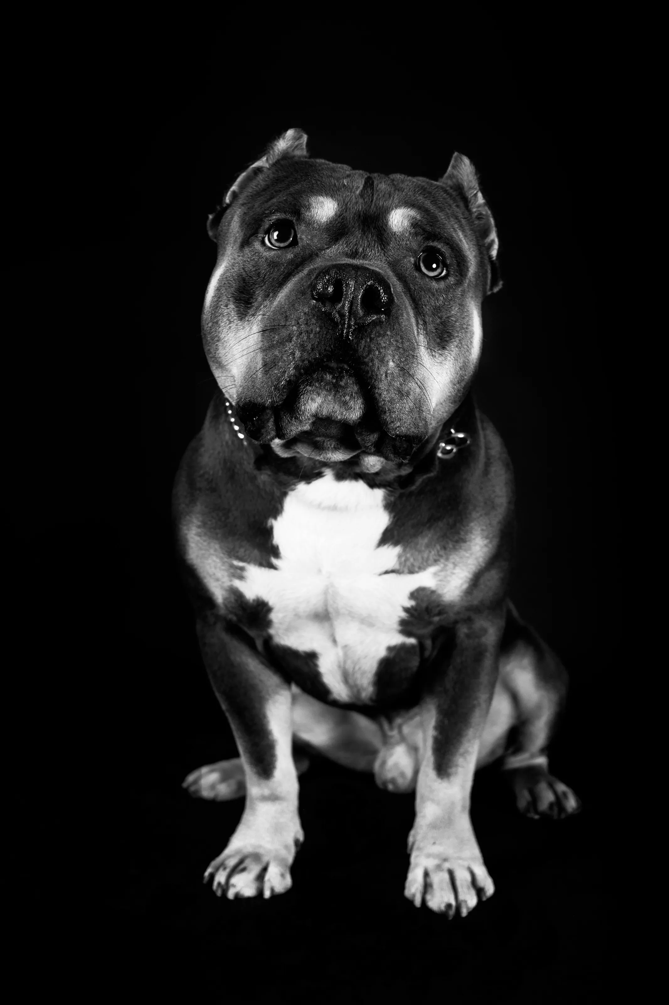Kilo The Gentle Giant