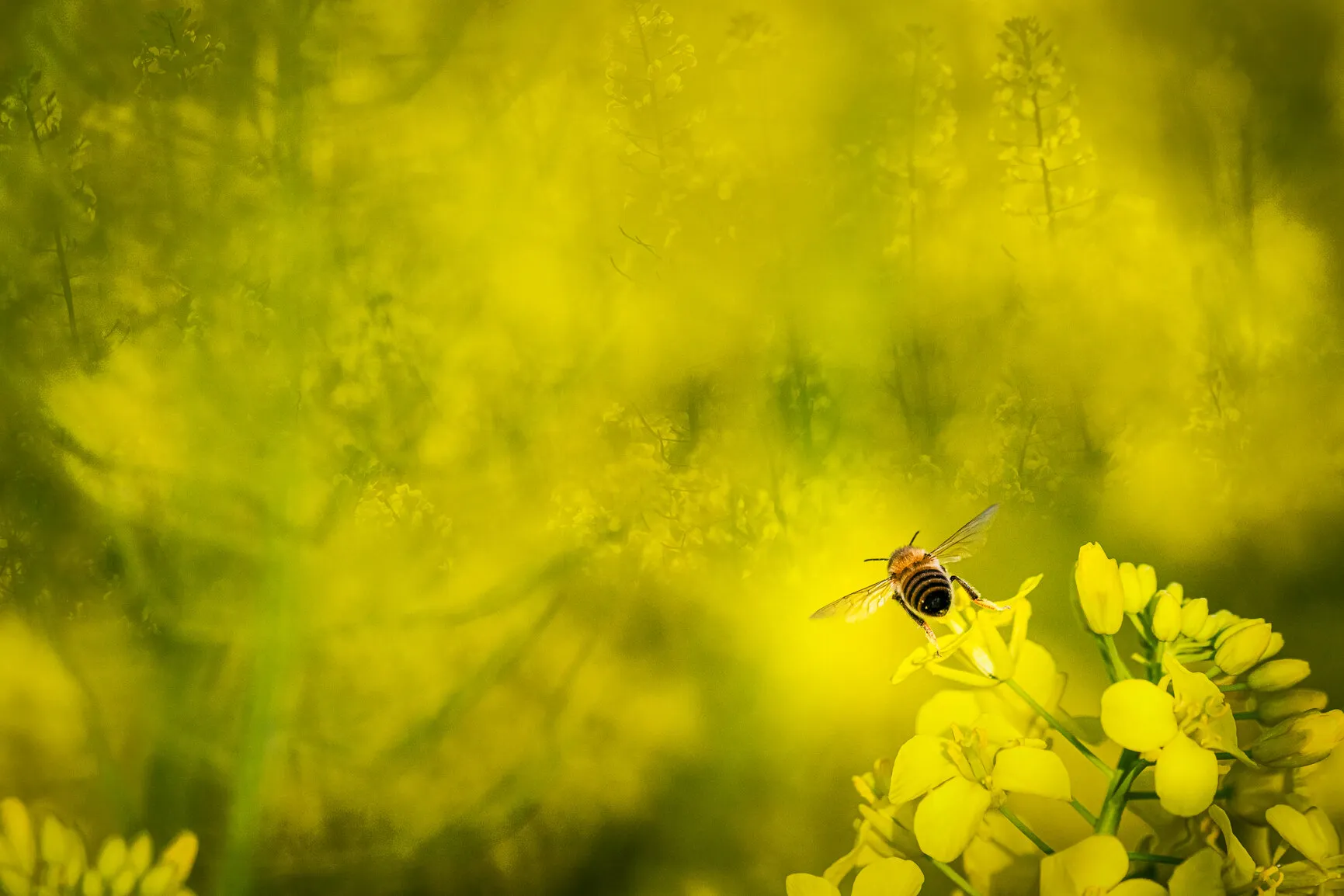 Flying honey bee
