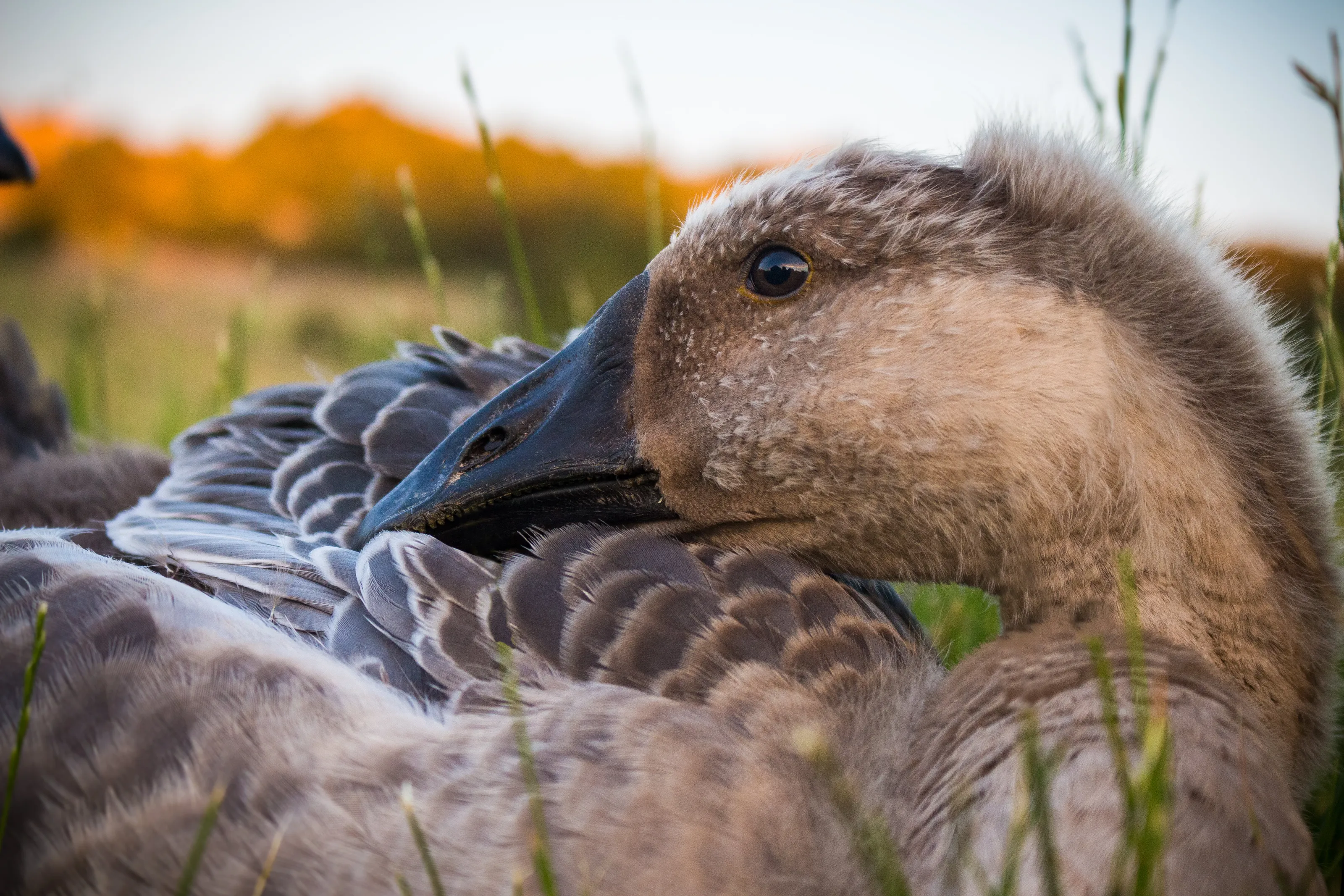 African Goose