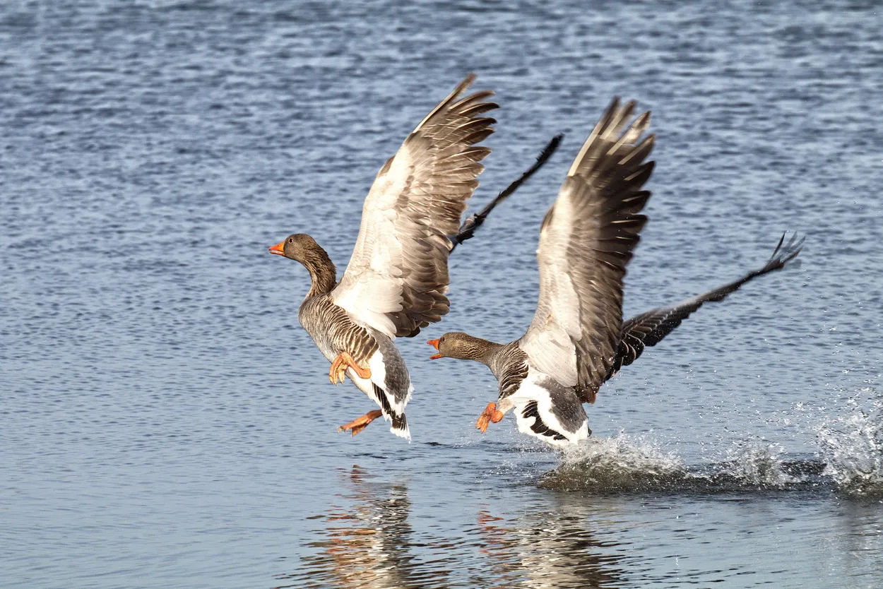 Entry 7678662