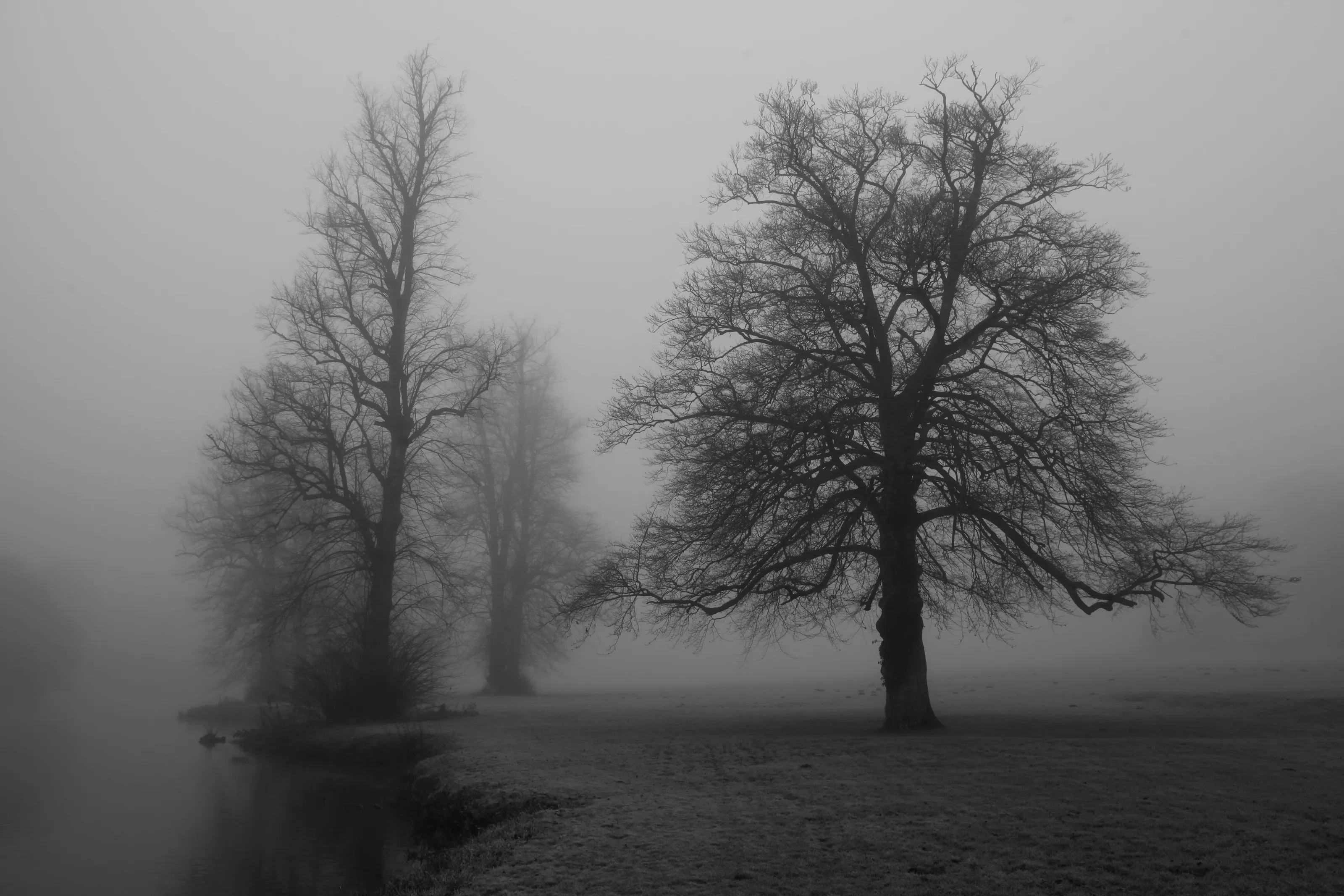 Nature and silhouette