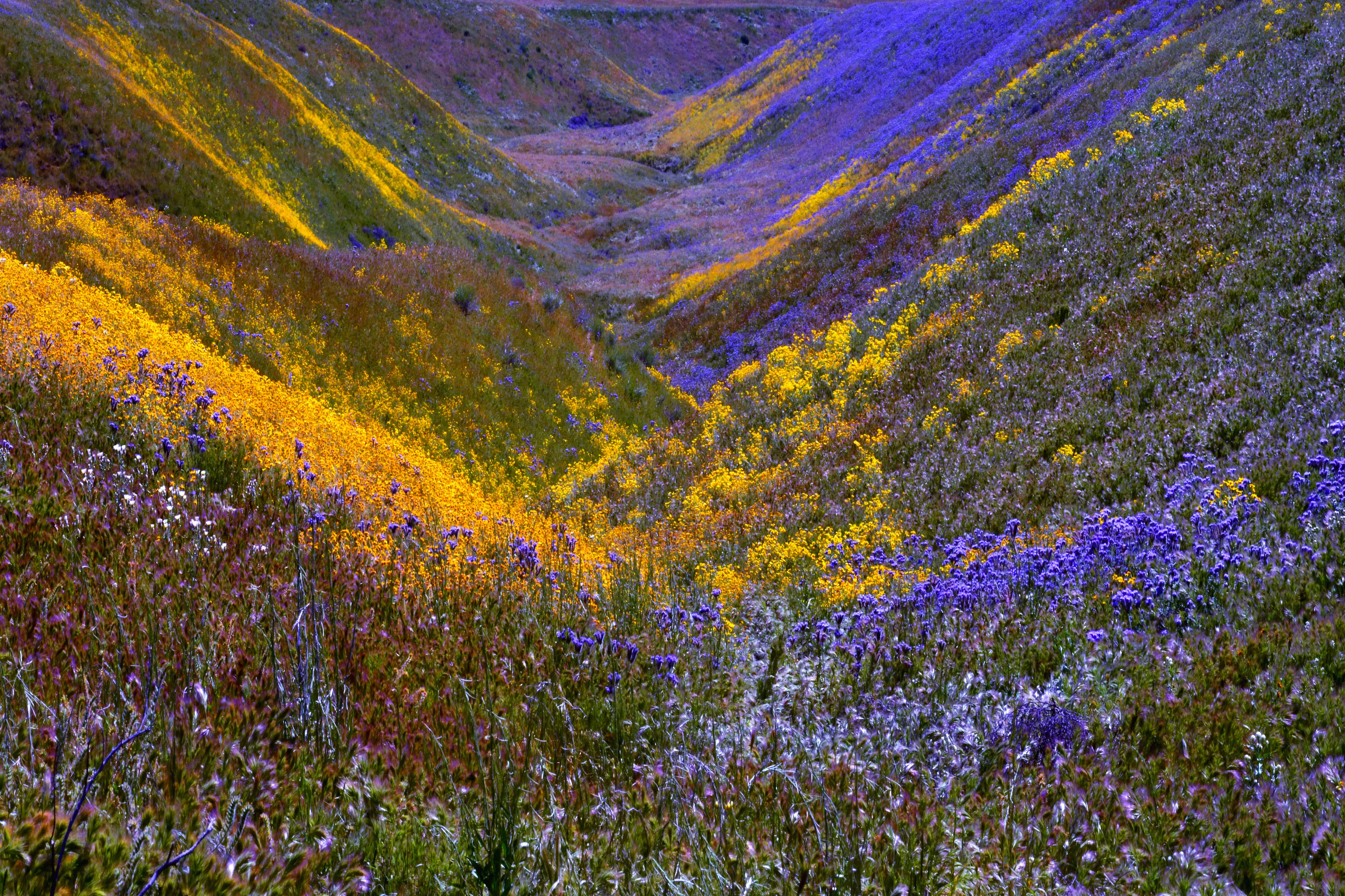 Spring In Carrizo, California
