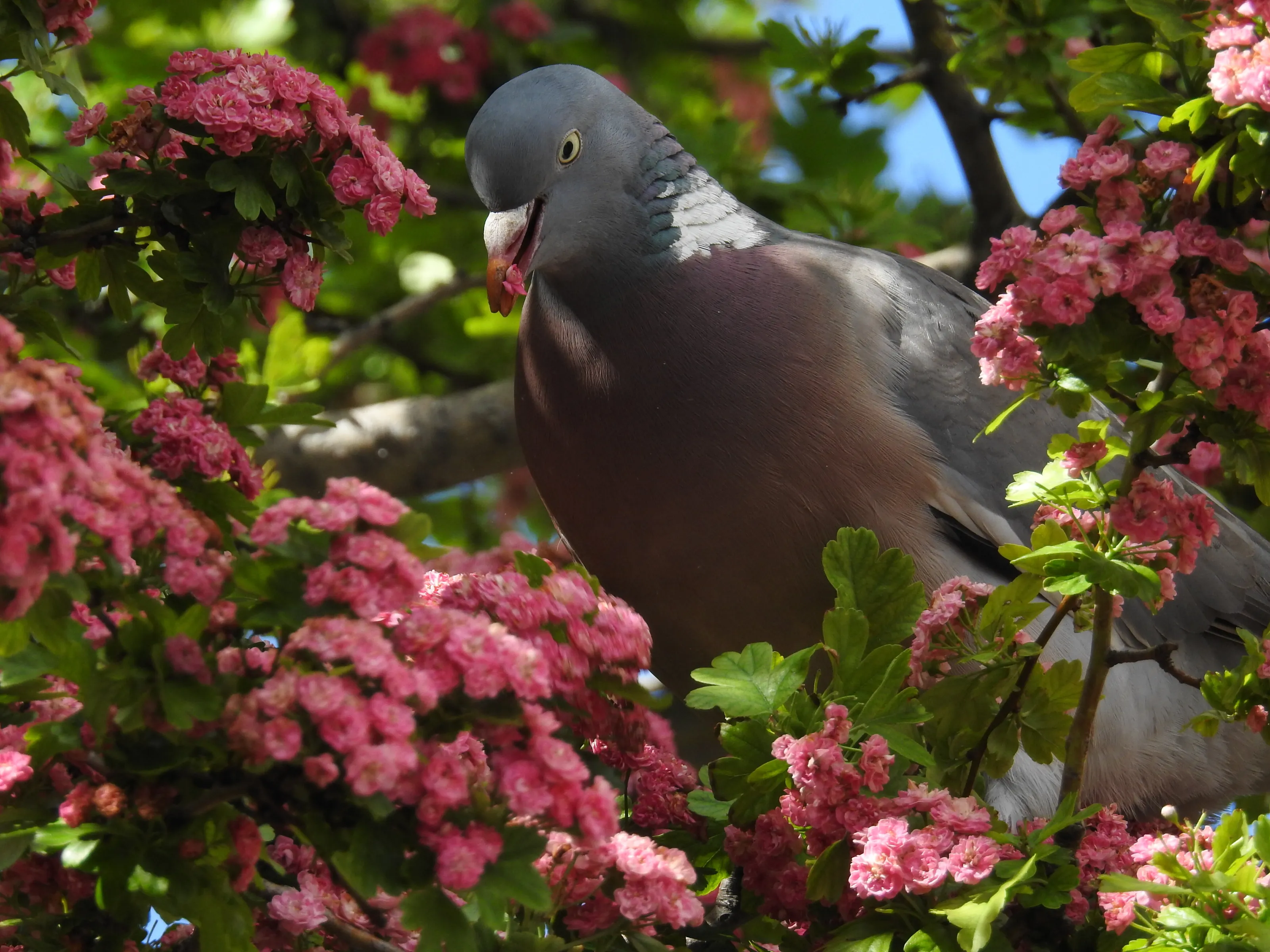 bird in flowers