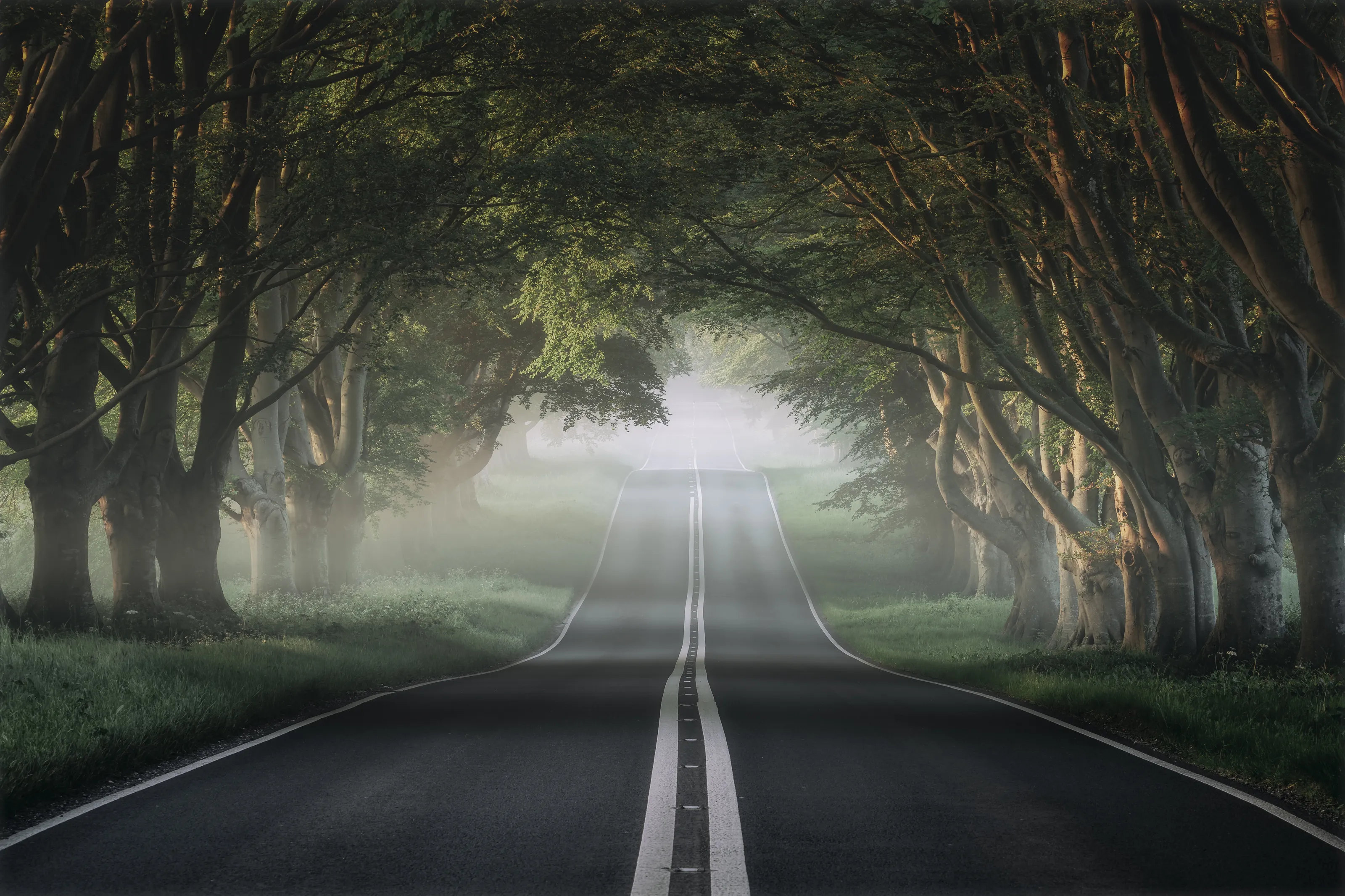 Misty Avenue