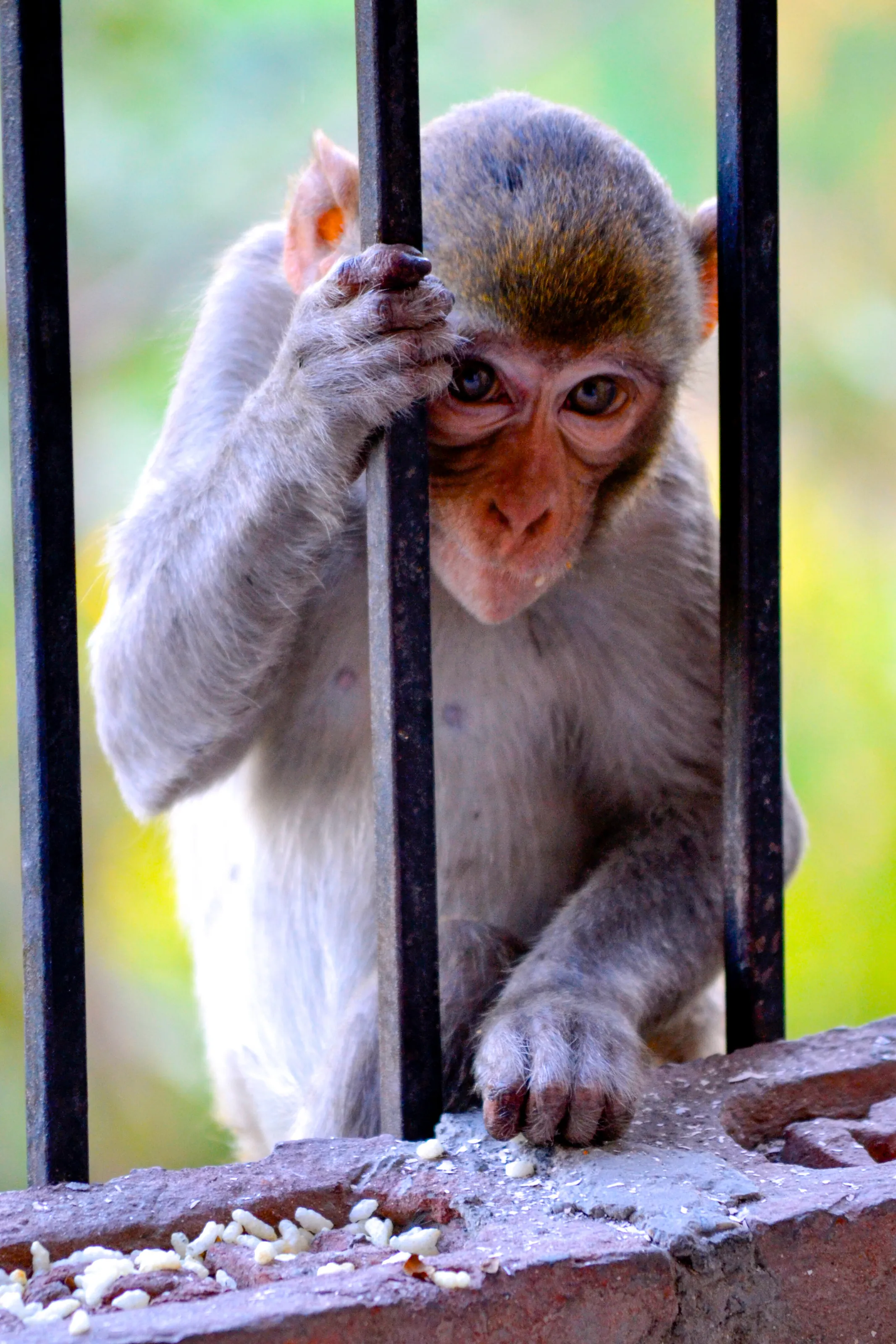 NOT CAGED