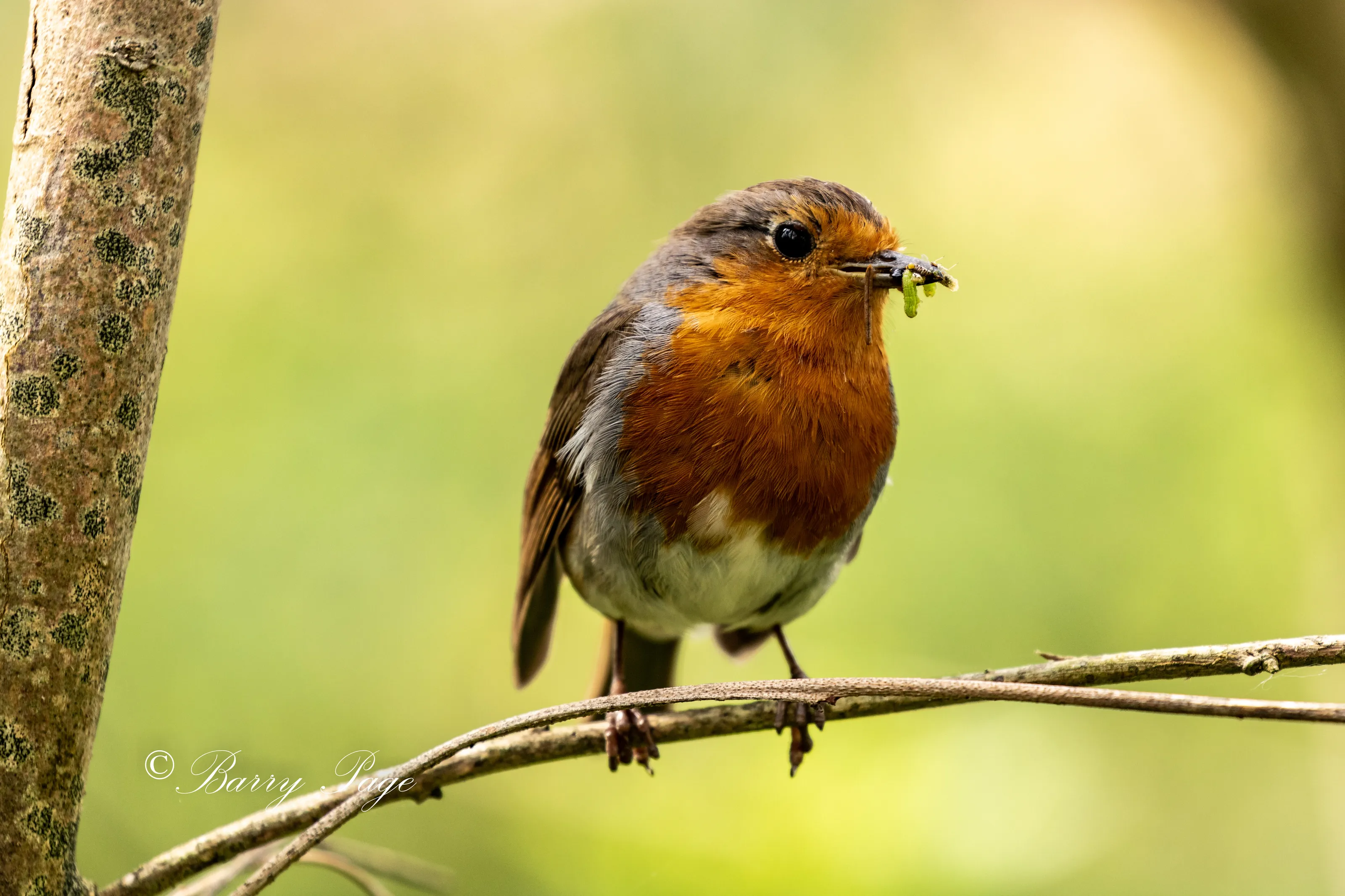 The Robin