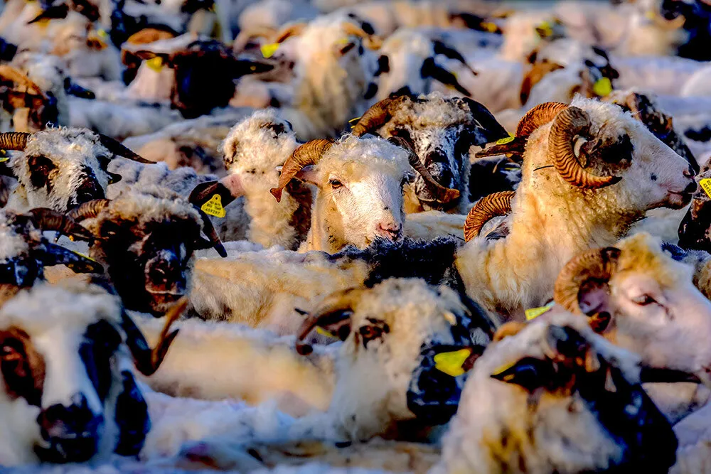 Face in the Crowd