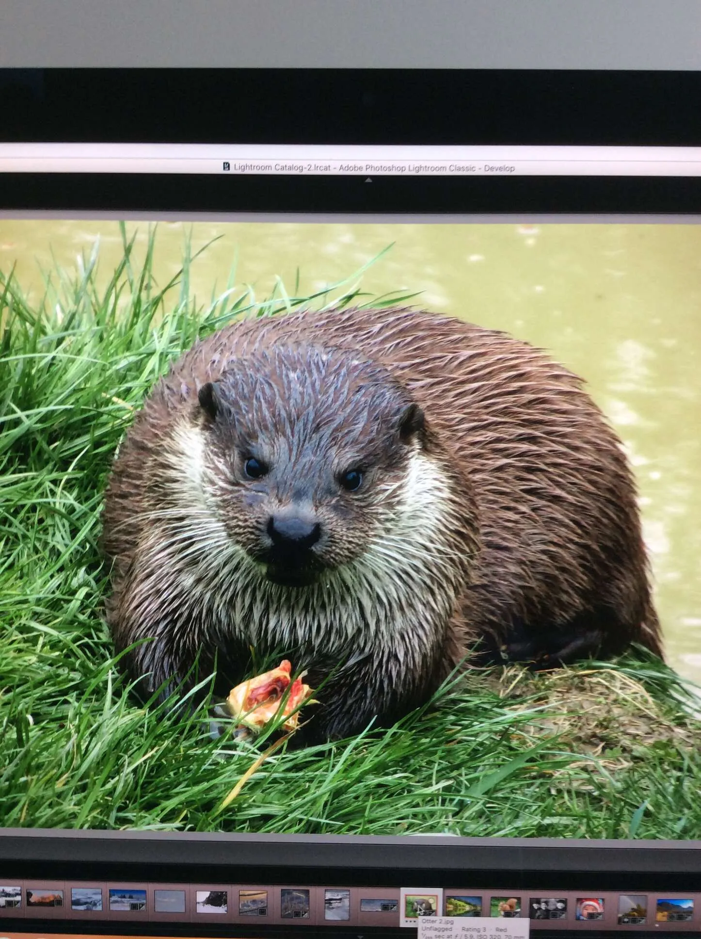 Otter