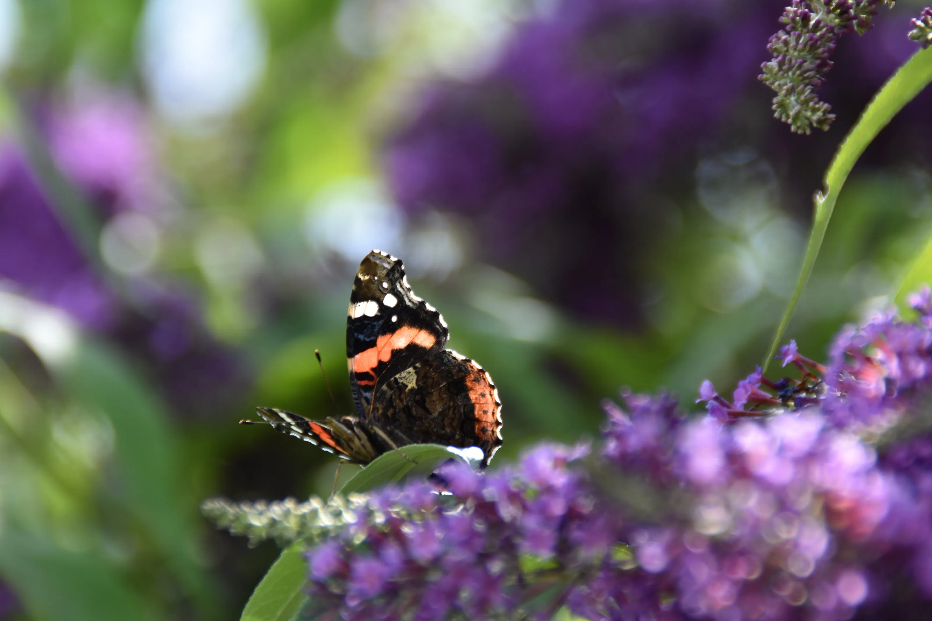 Basking