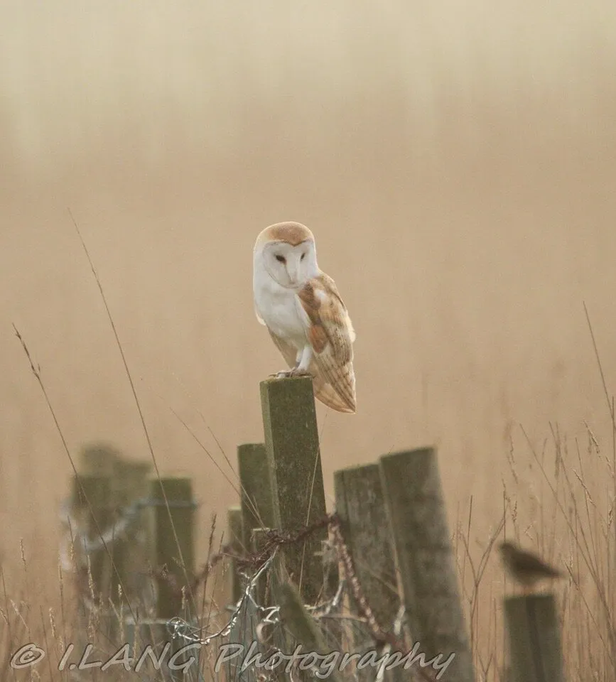 Barn owl