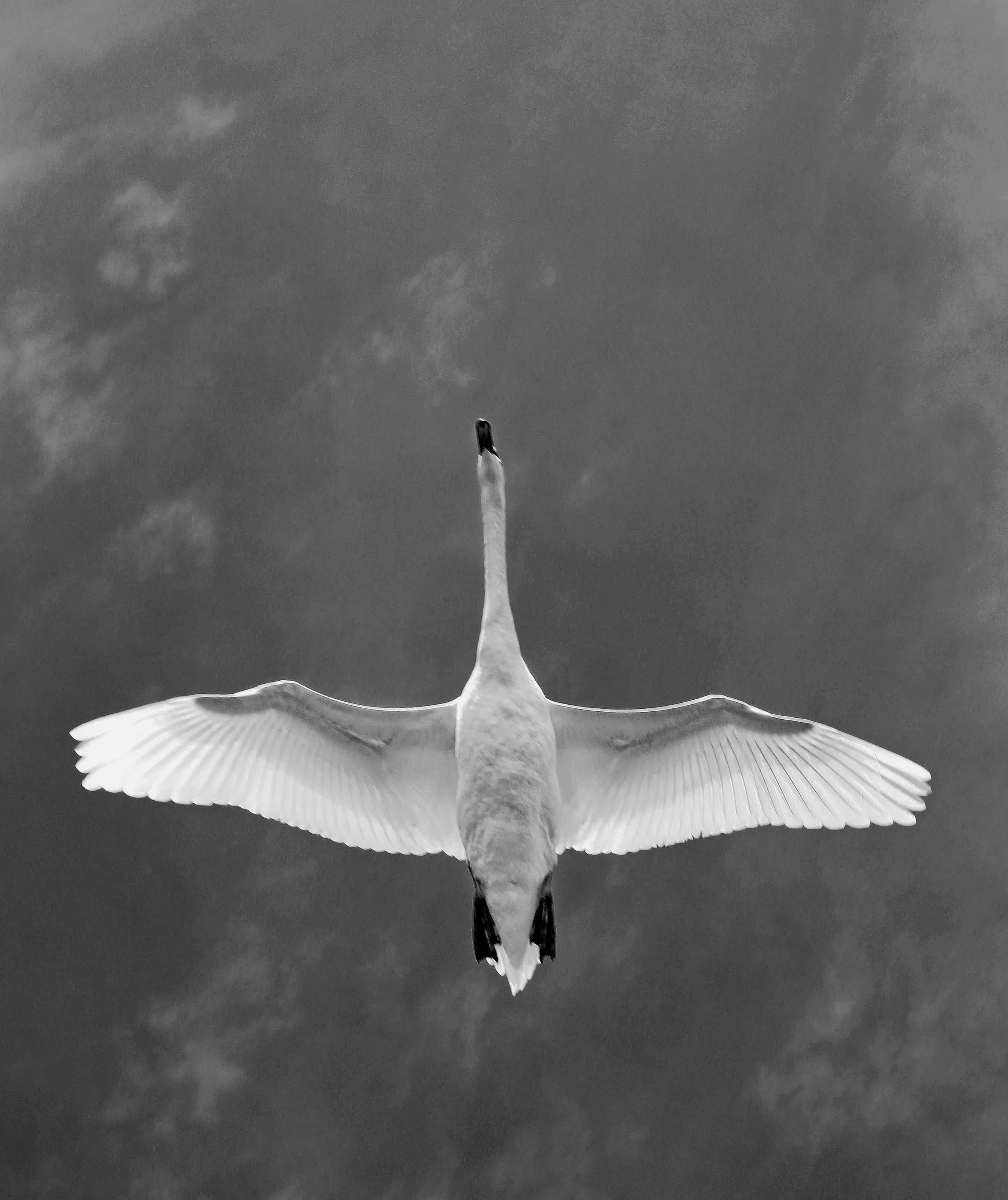 beauty of flight