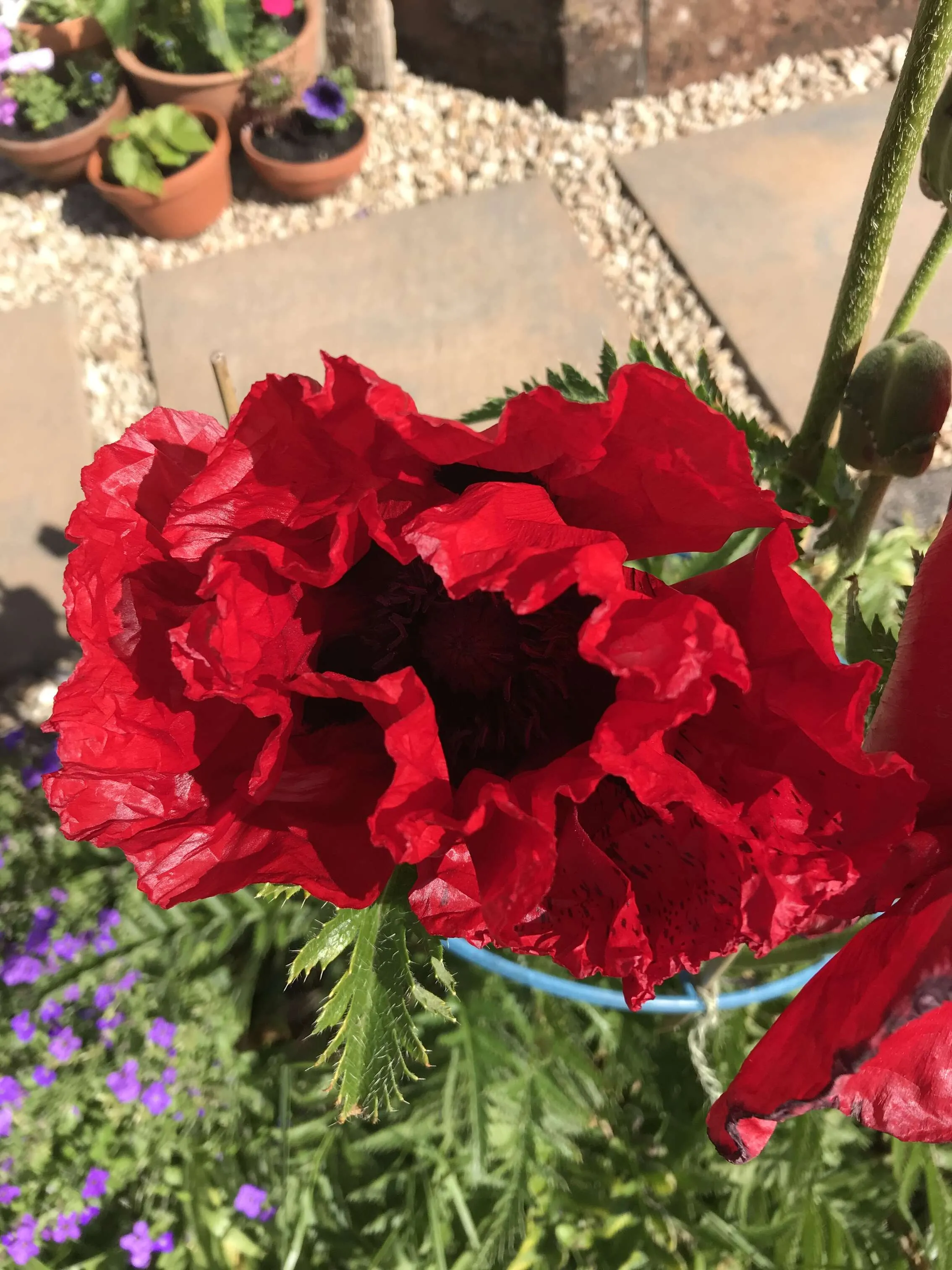 The Biggest Poppy