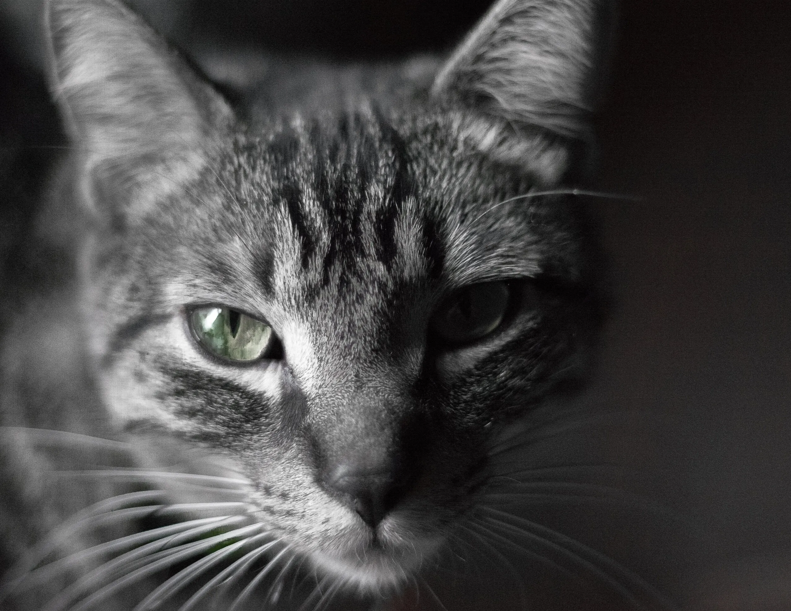 Loki