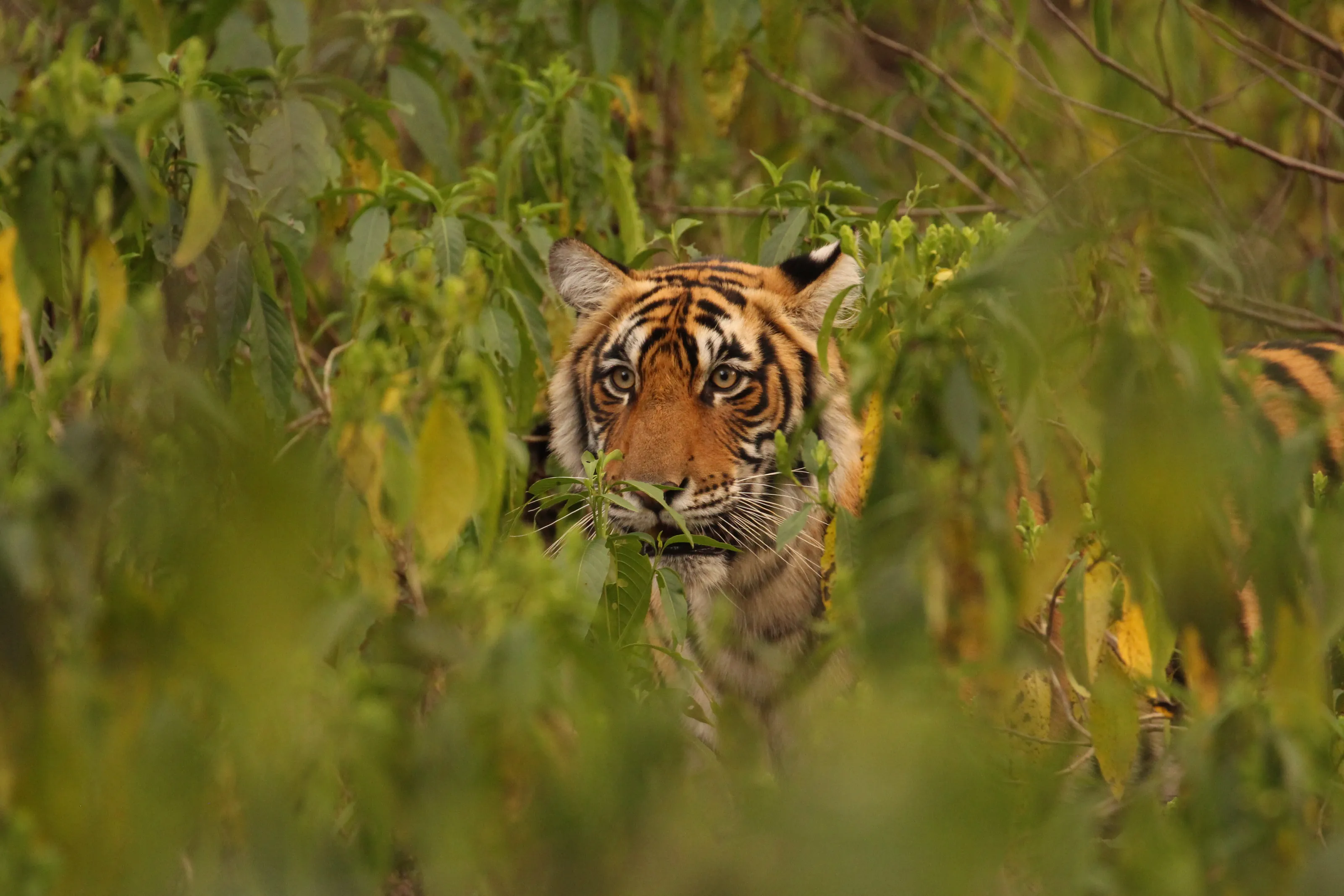 Tiger Tiger Burning Bright