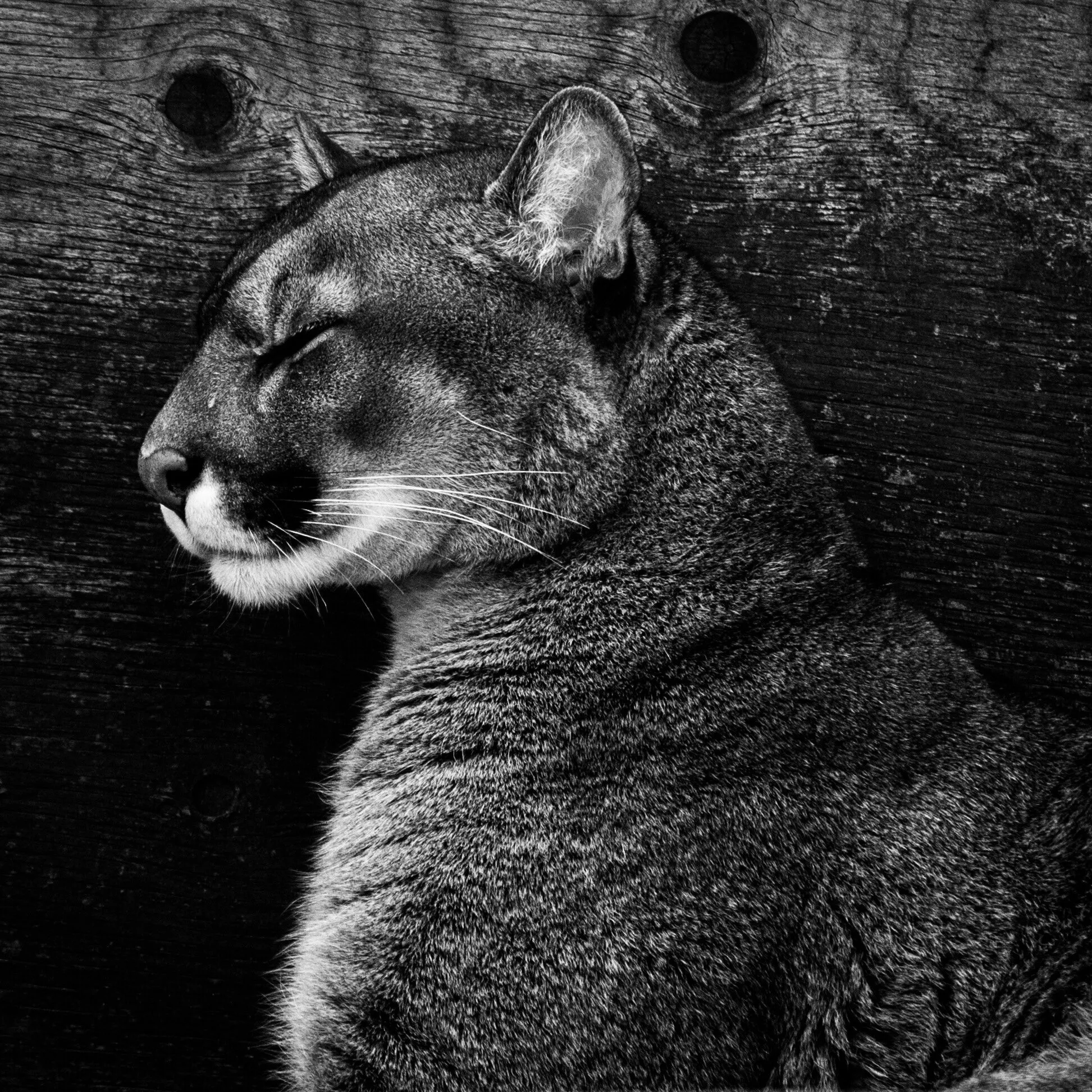 Puma disguise