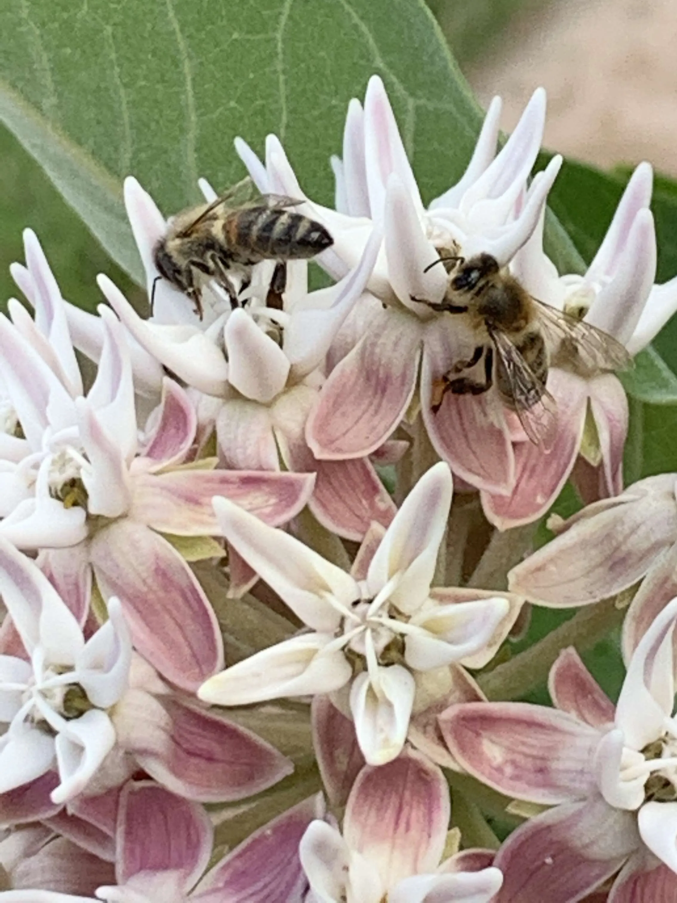 Bees on milkweed