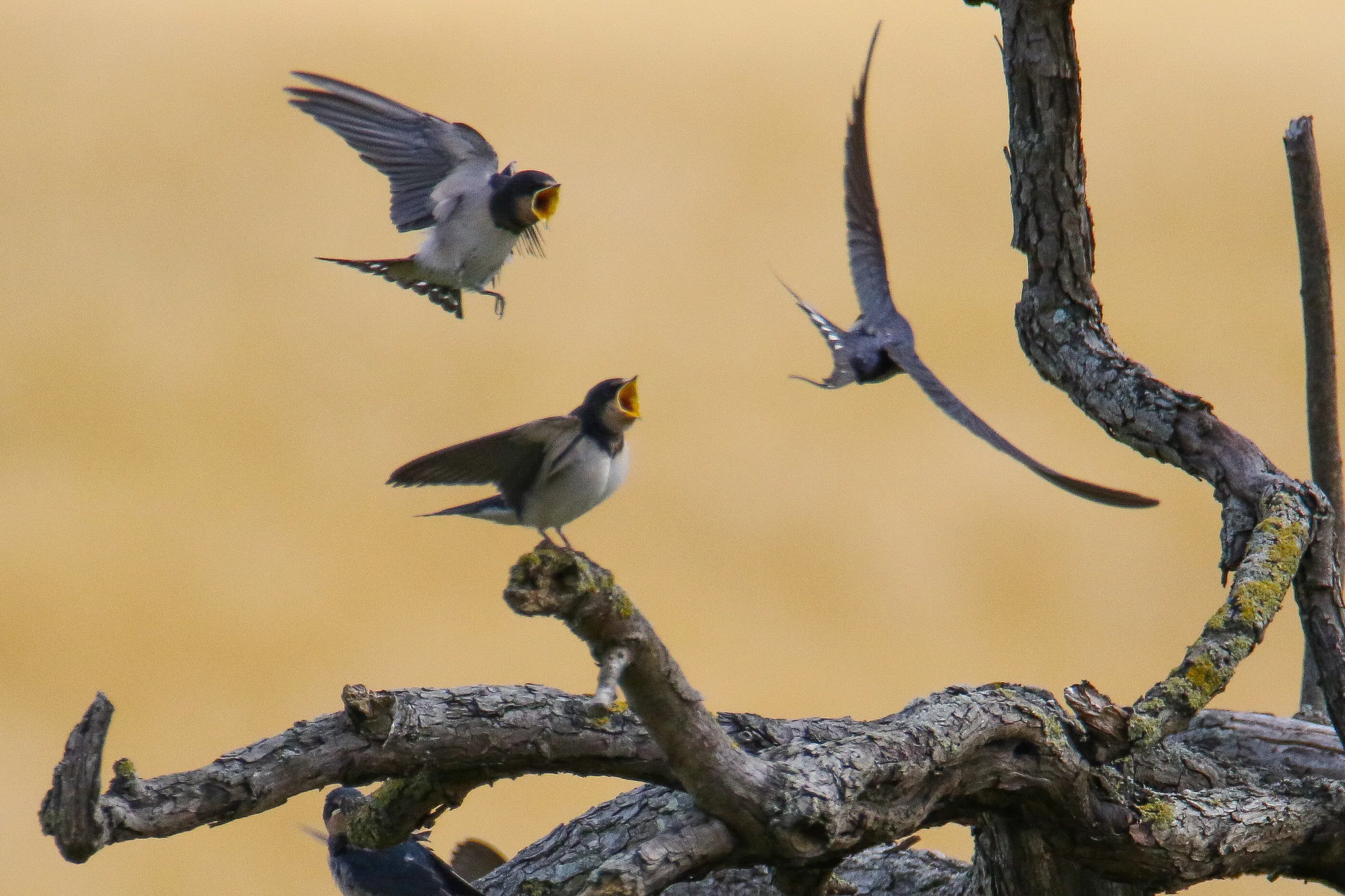 Fledgling Swallows being fed on the wing