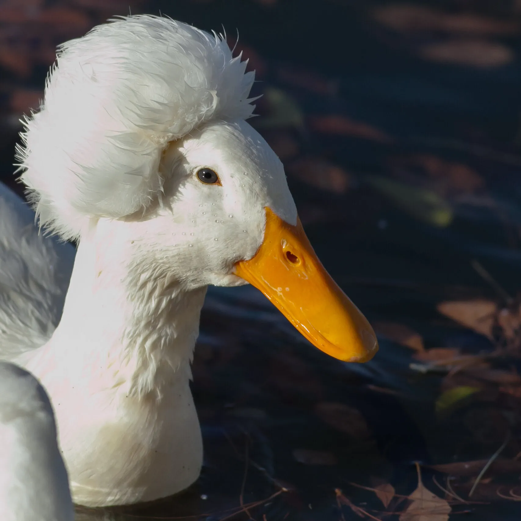 Duck Do