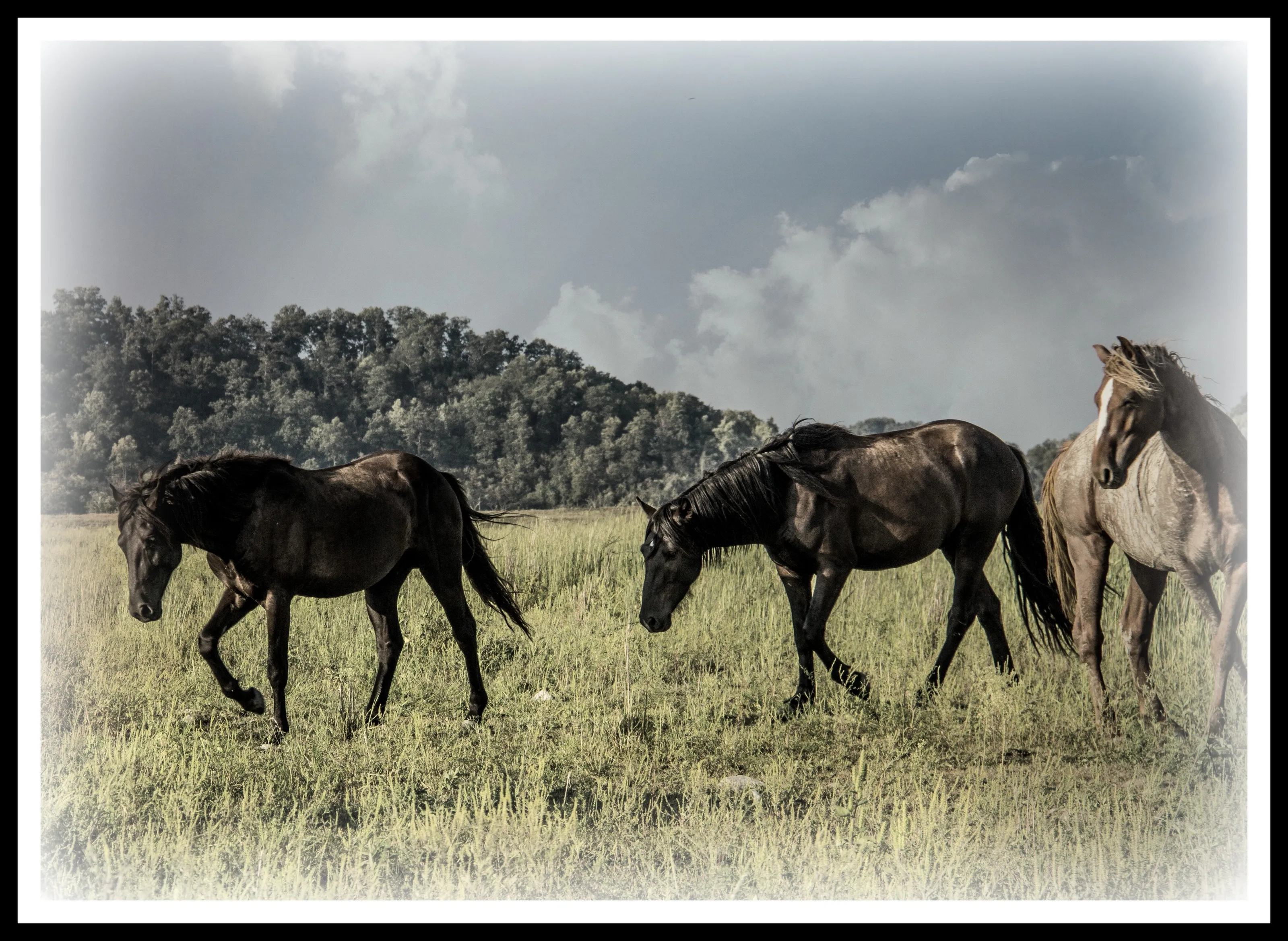 Wild Horses