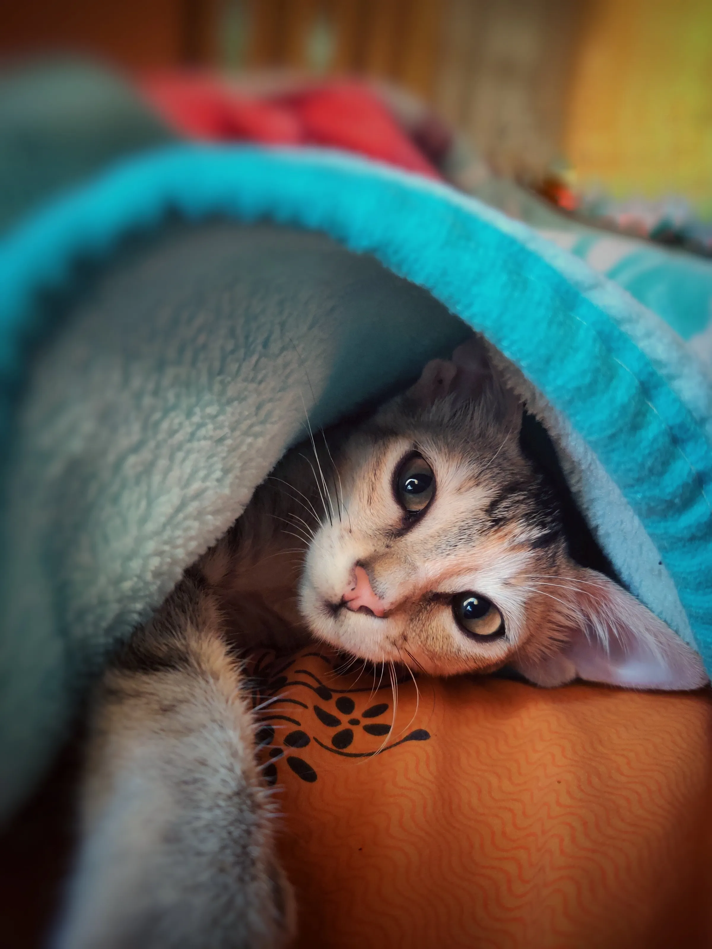 Pet love