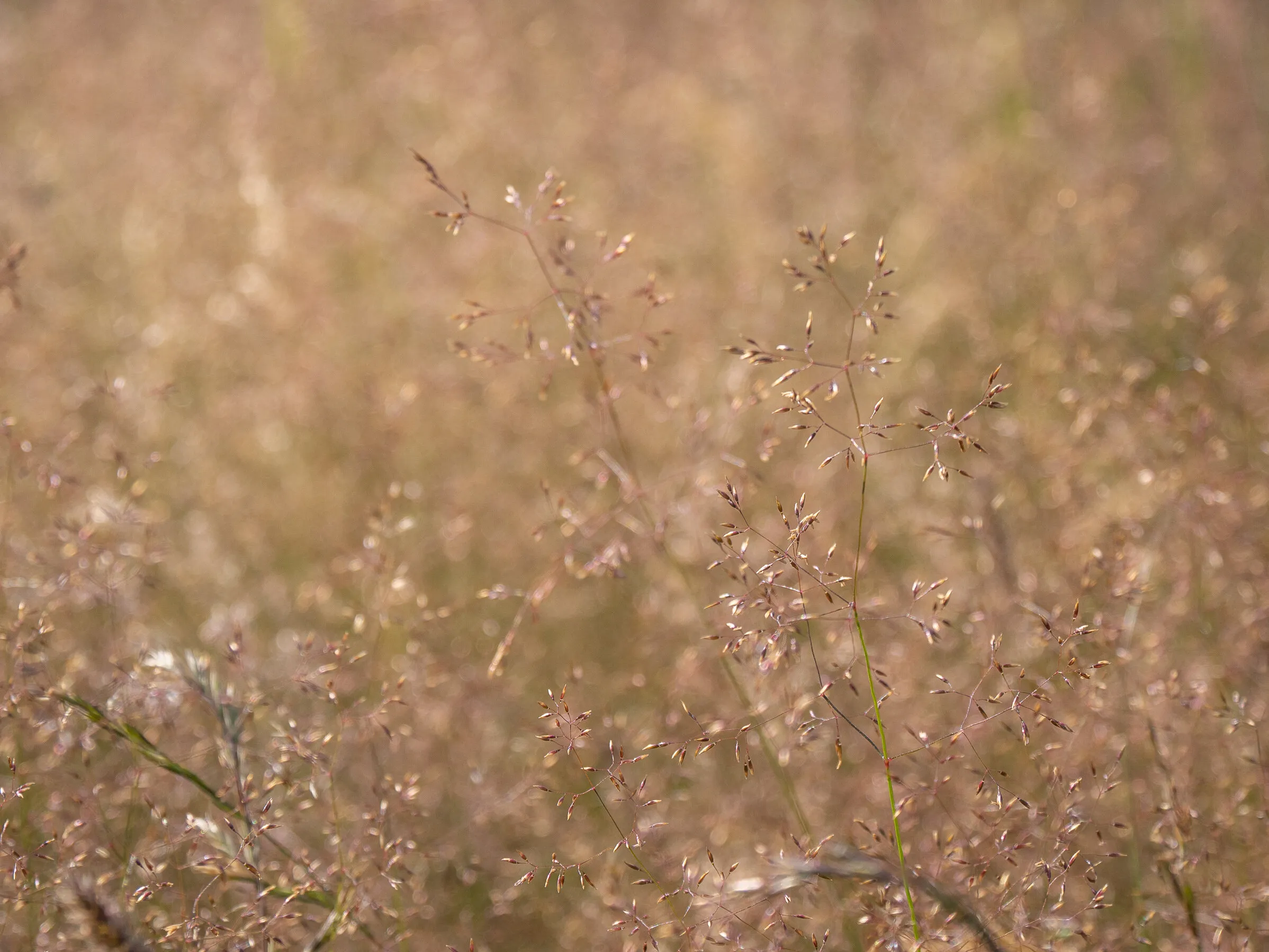 Twinling Grass Seed Heads
