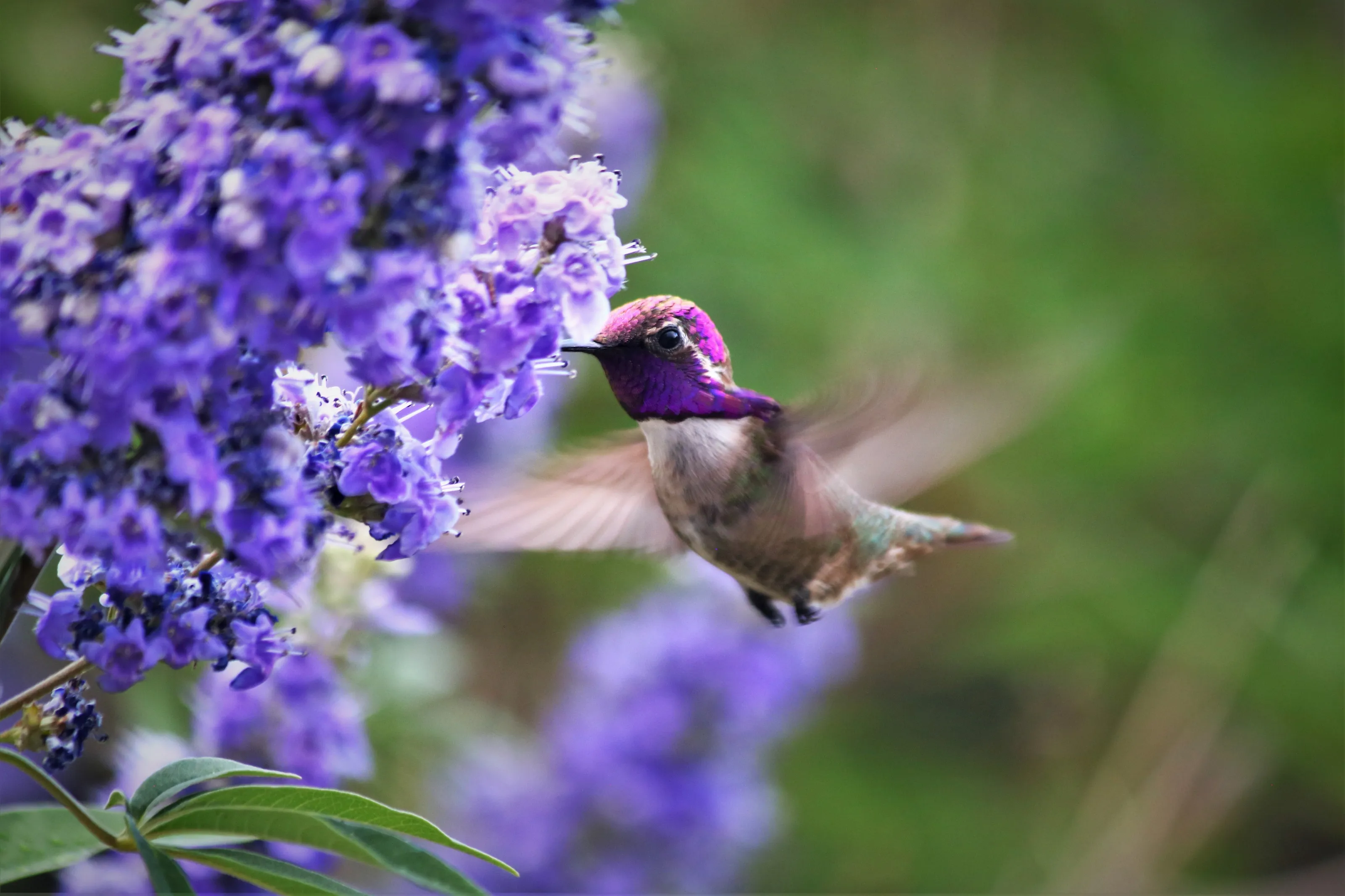 Costa's Hummingbird, Las Vegas;