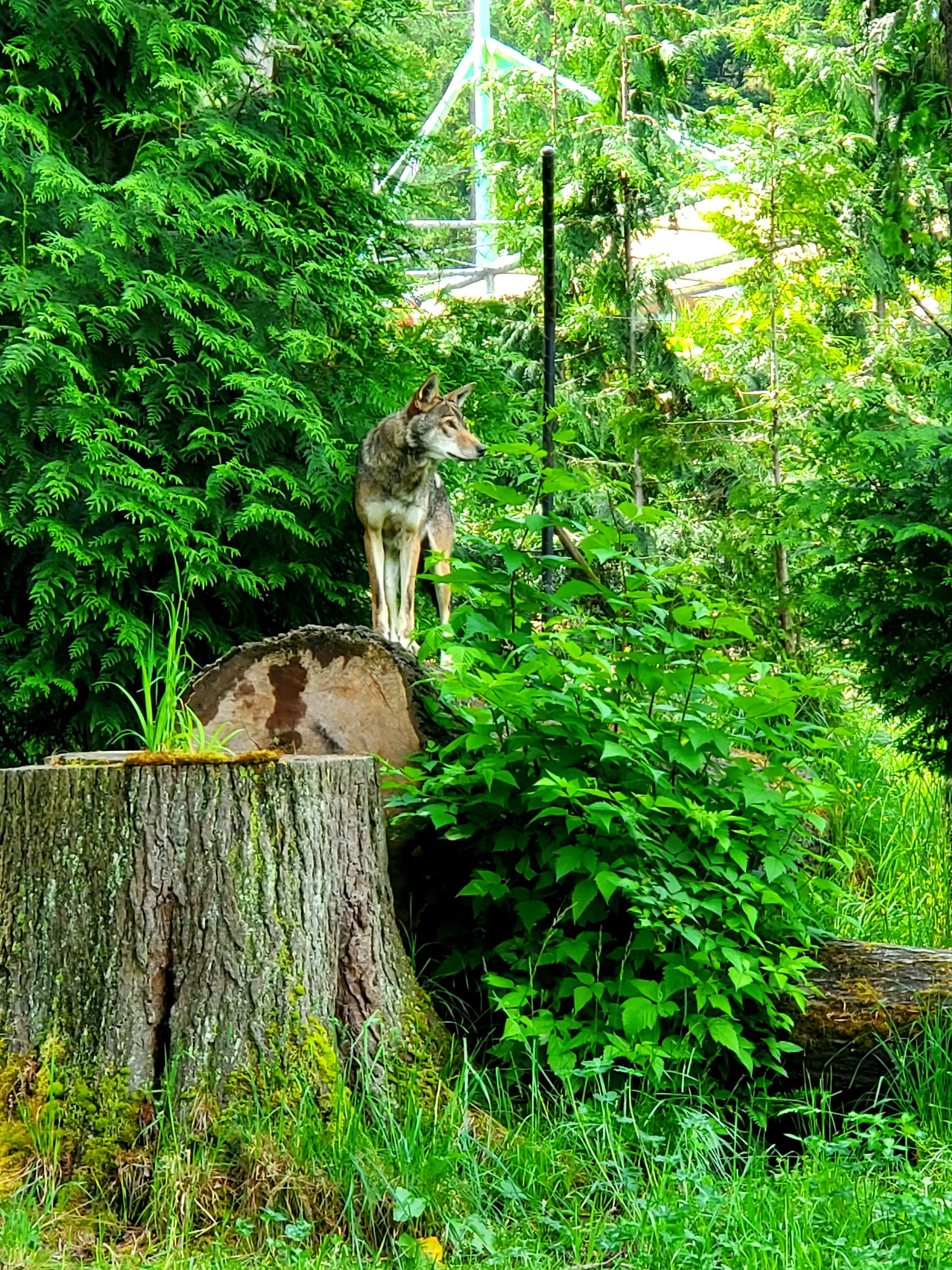 Timber