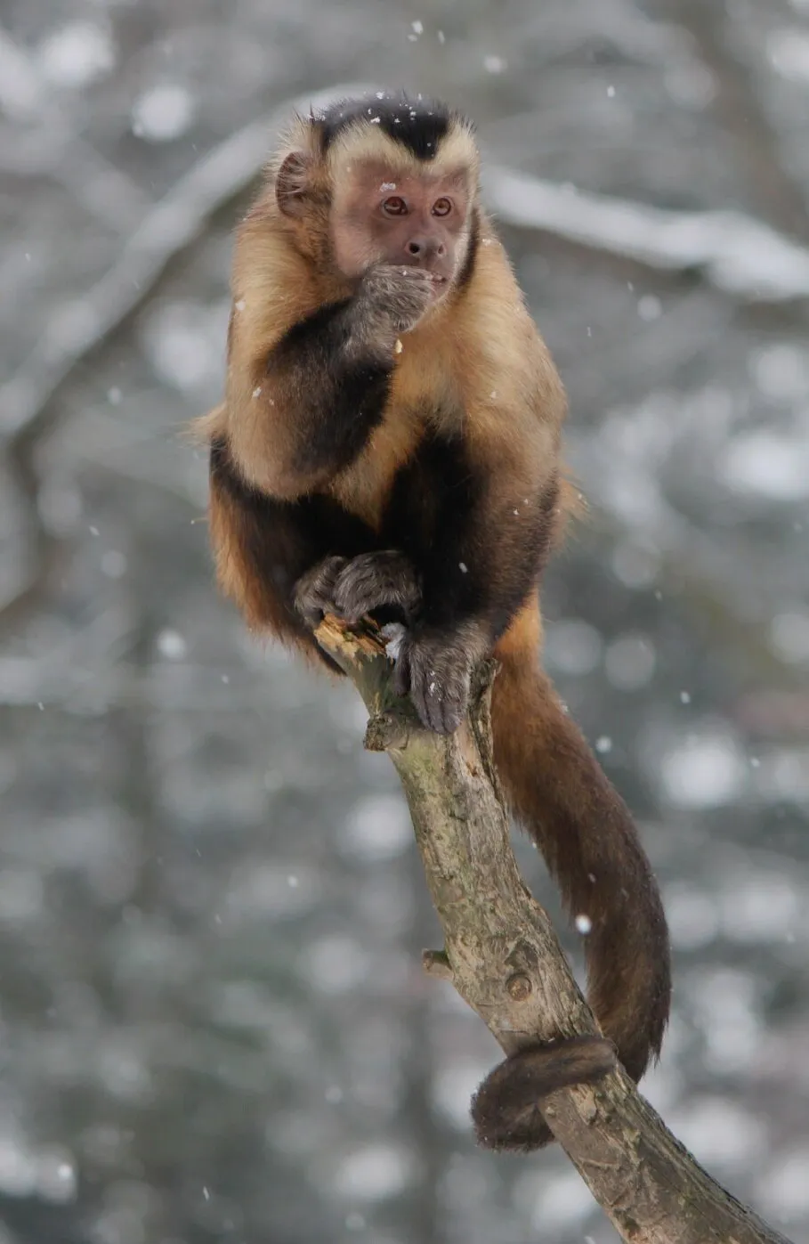 Winter monkey