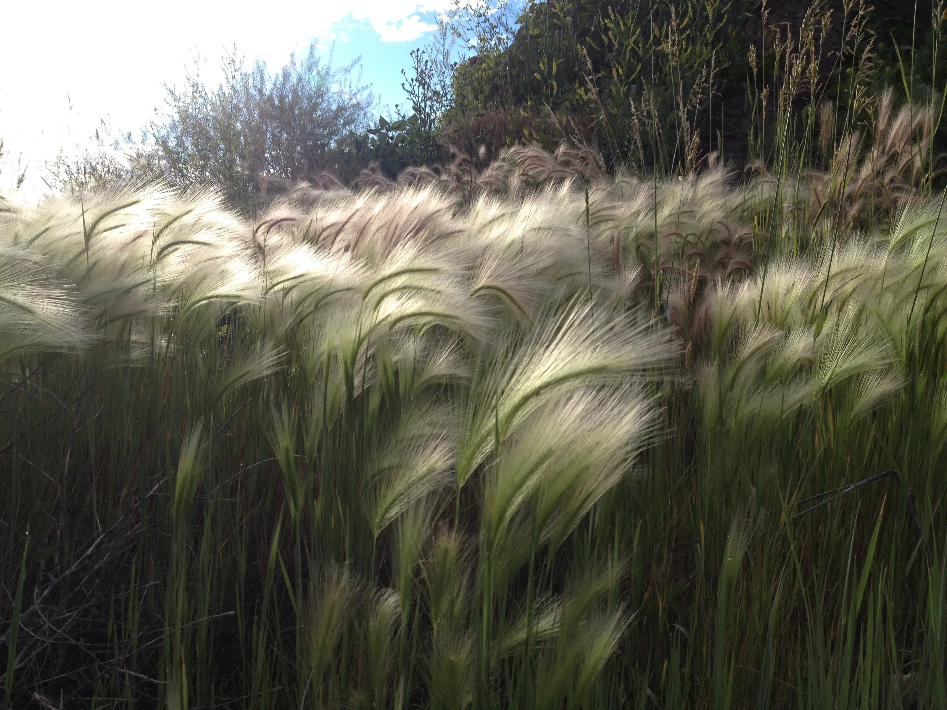 Grass Lands