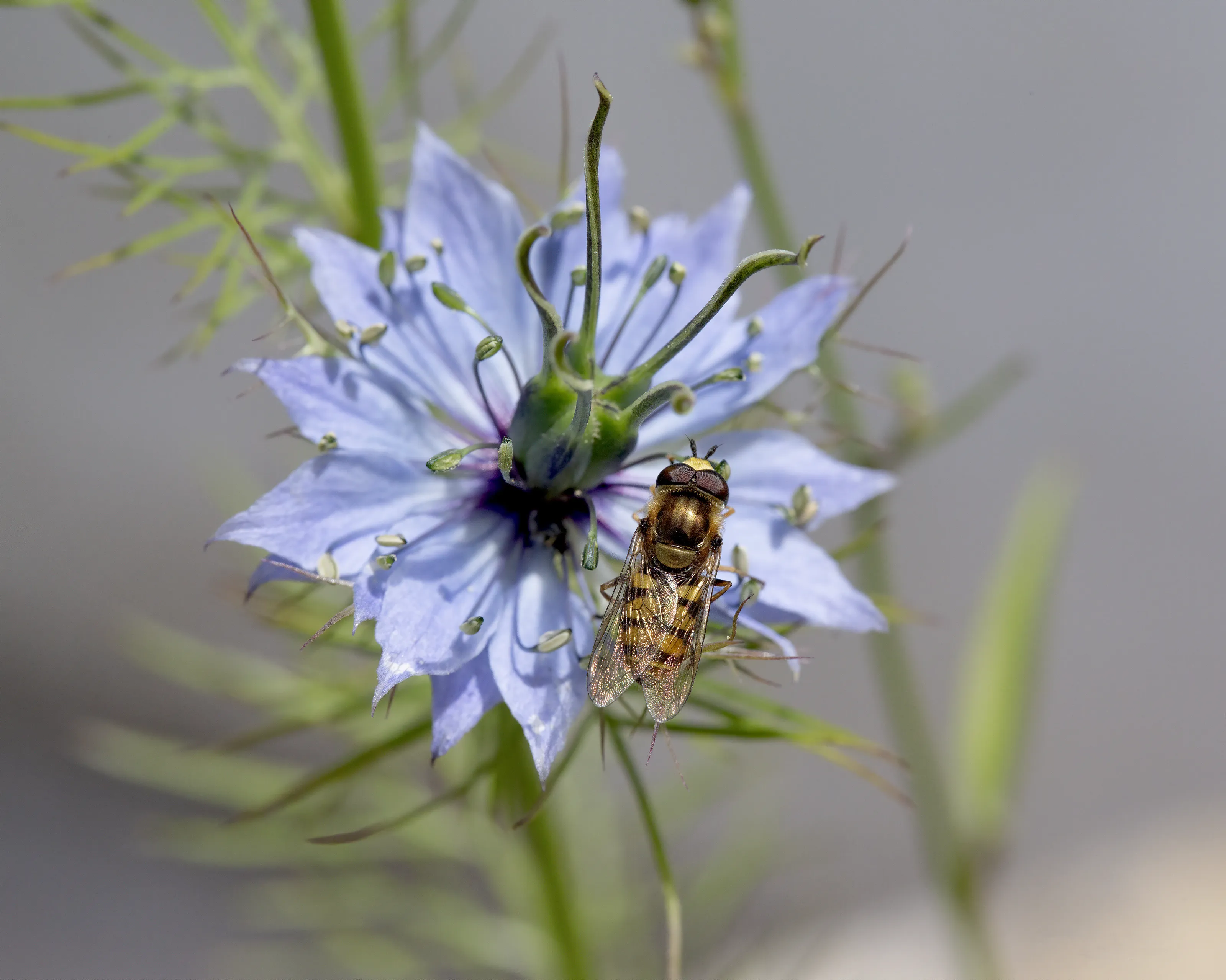 Hover Fly on a Nigella Flower
