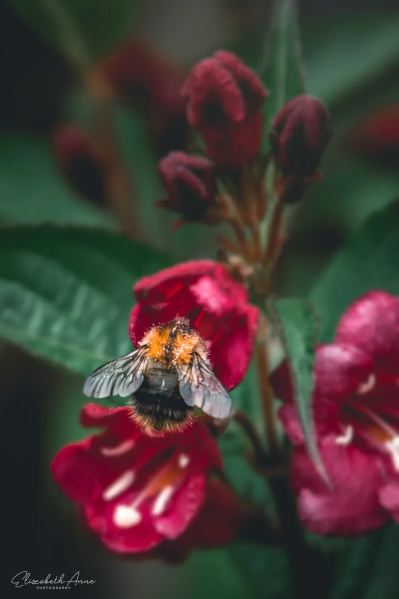 Bumble Bee