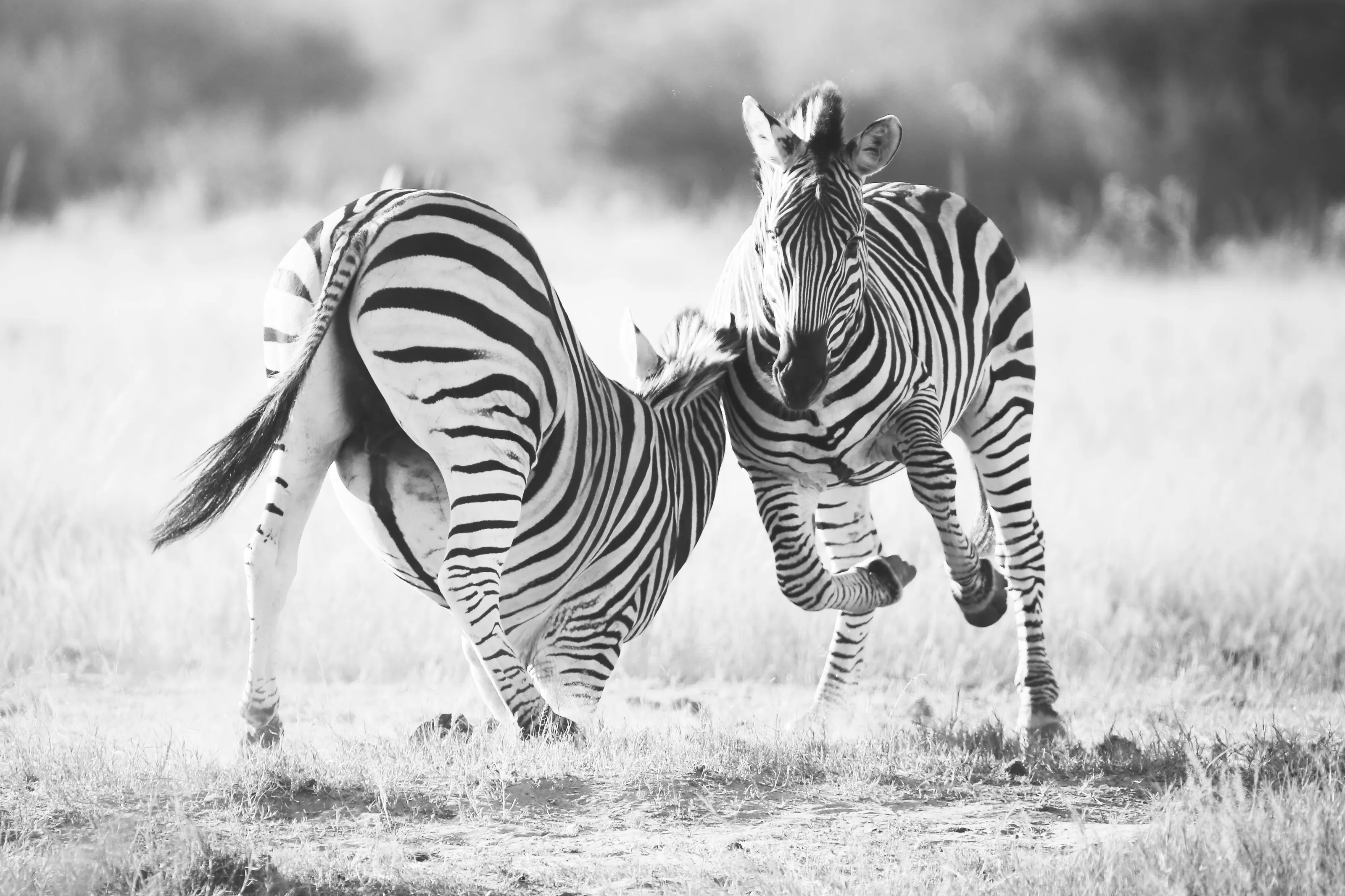 Fighting Zebra Hwange National Park