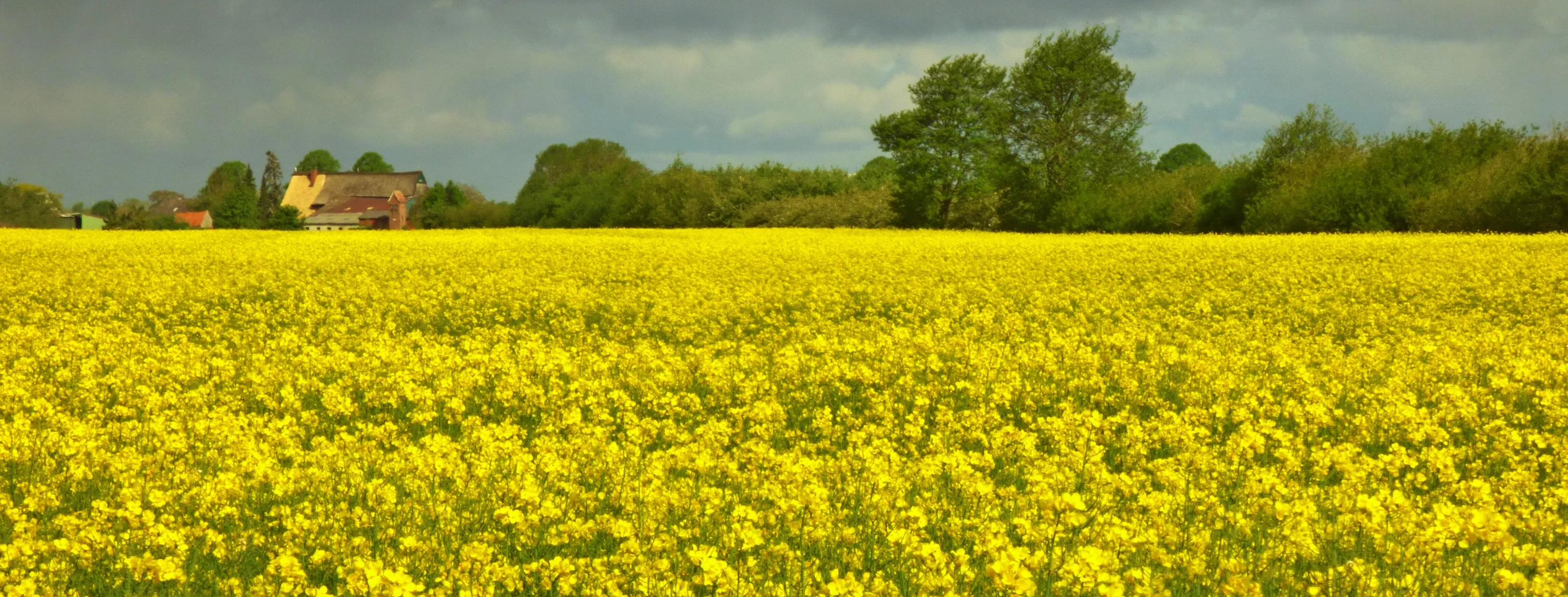 Fields of rape