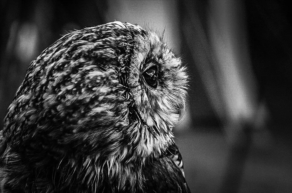 Owl