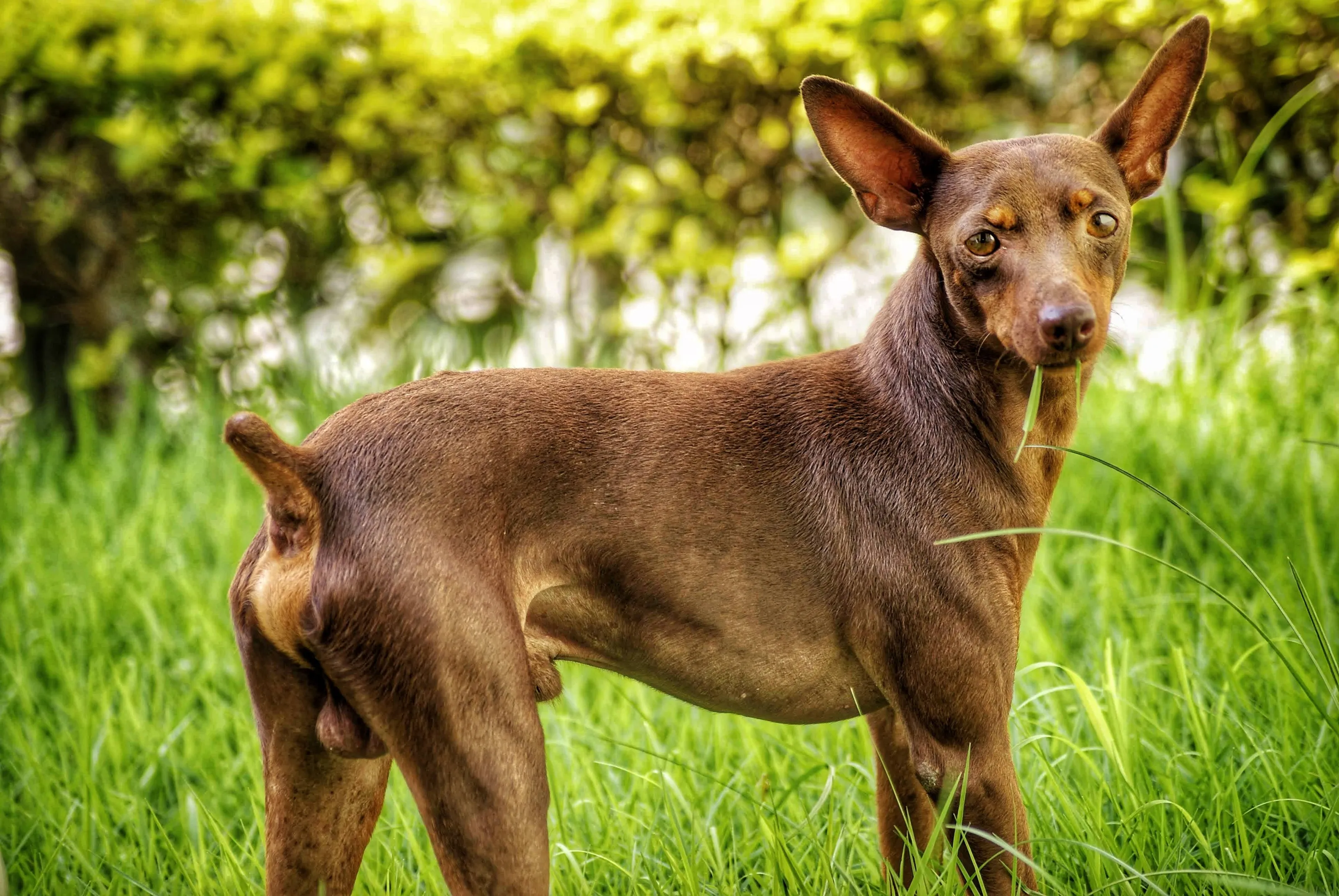 Dog in the grass