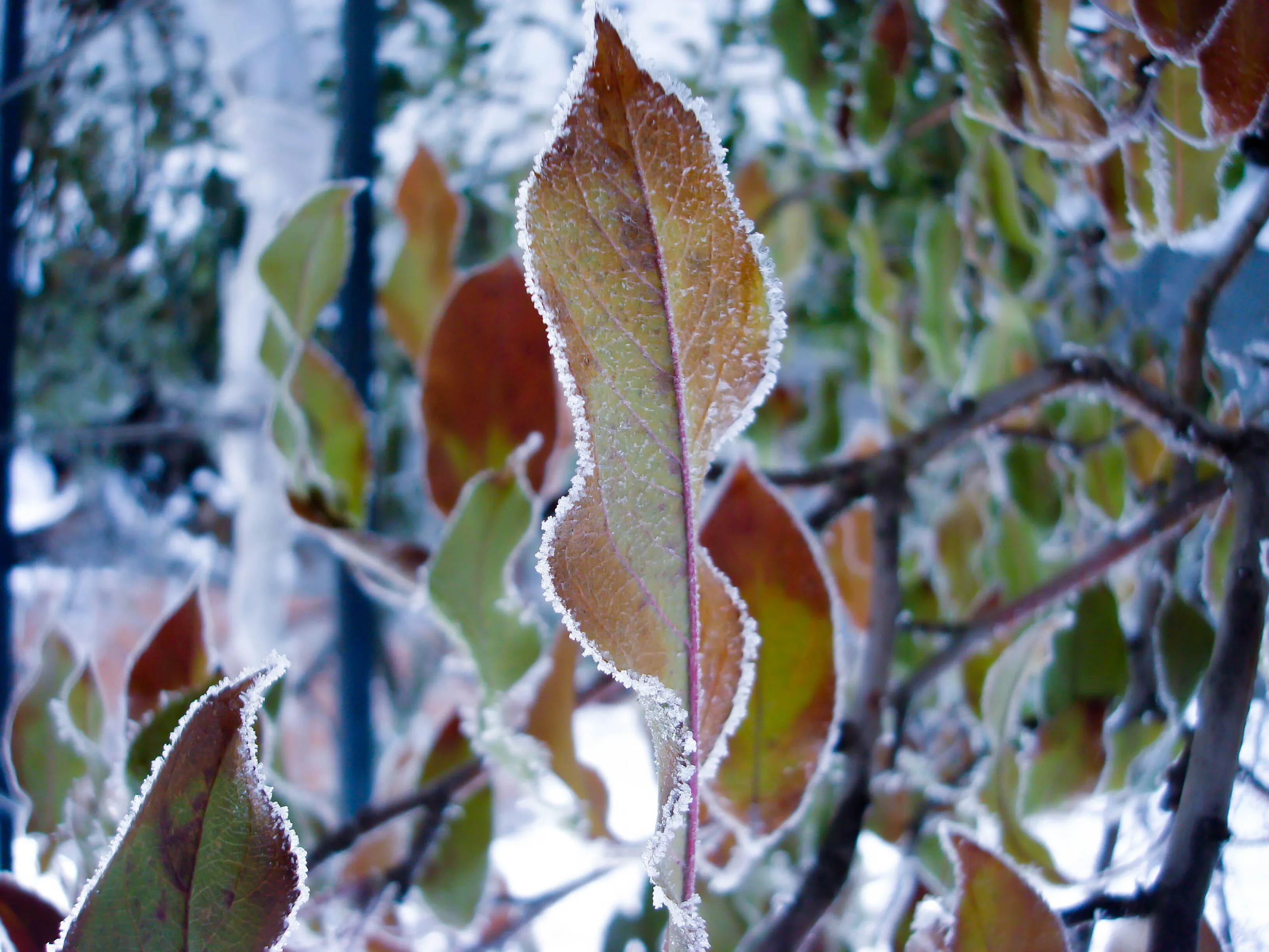 Framed leaf